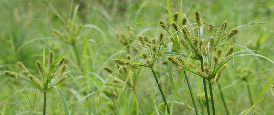 Foxtail weeds growing in field in Exton, PA.