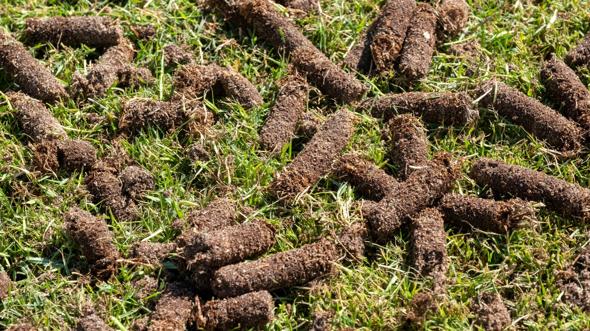 What to Know About Core Aeration - Pros & Cons