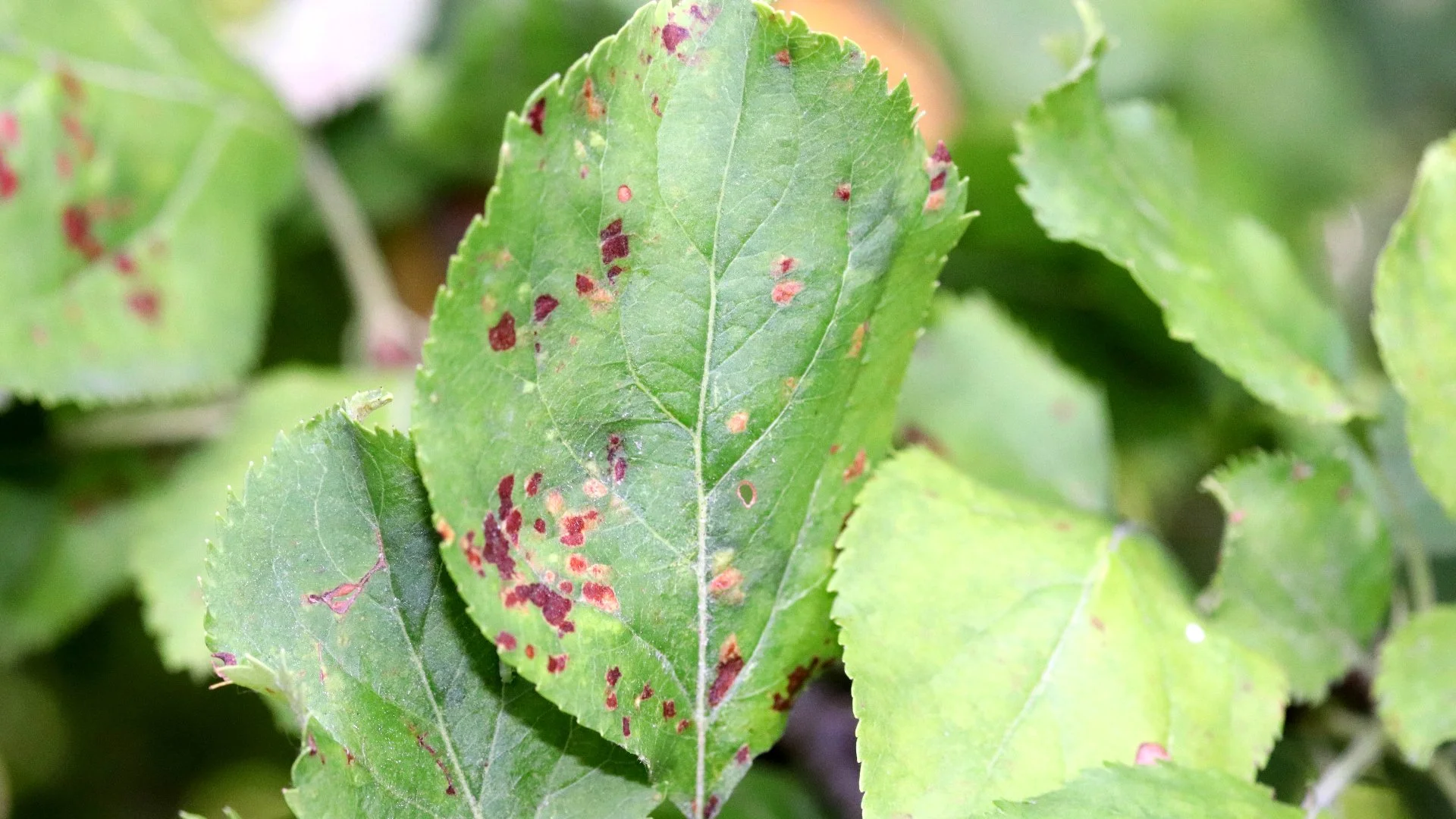 4 Tree Diseases That Can Affect Trees in Pennsylvania