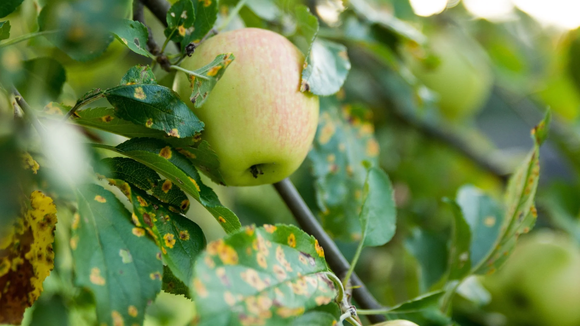 Why Does It Look Like Horns Are Coming Out of My Apple Tree?