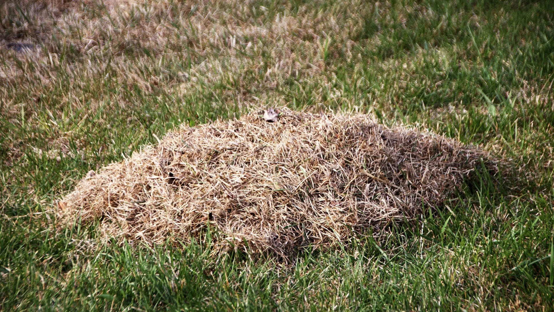 If You Notice These 3 Signs Then Your Lawn Is Likely Infested With Grubs