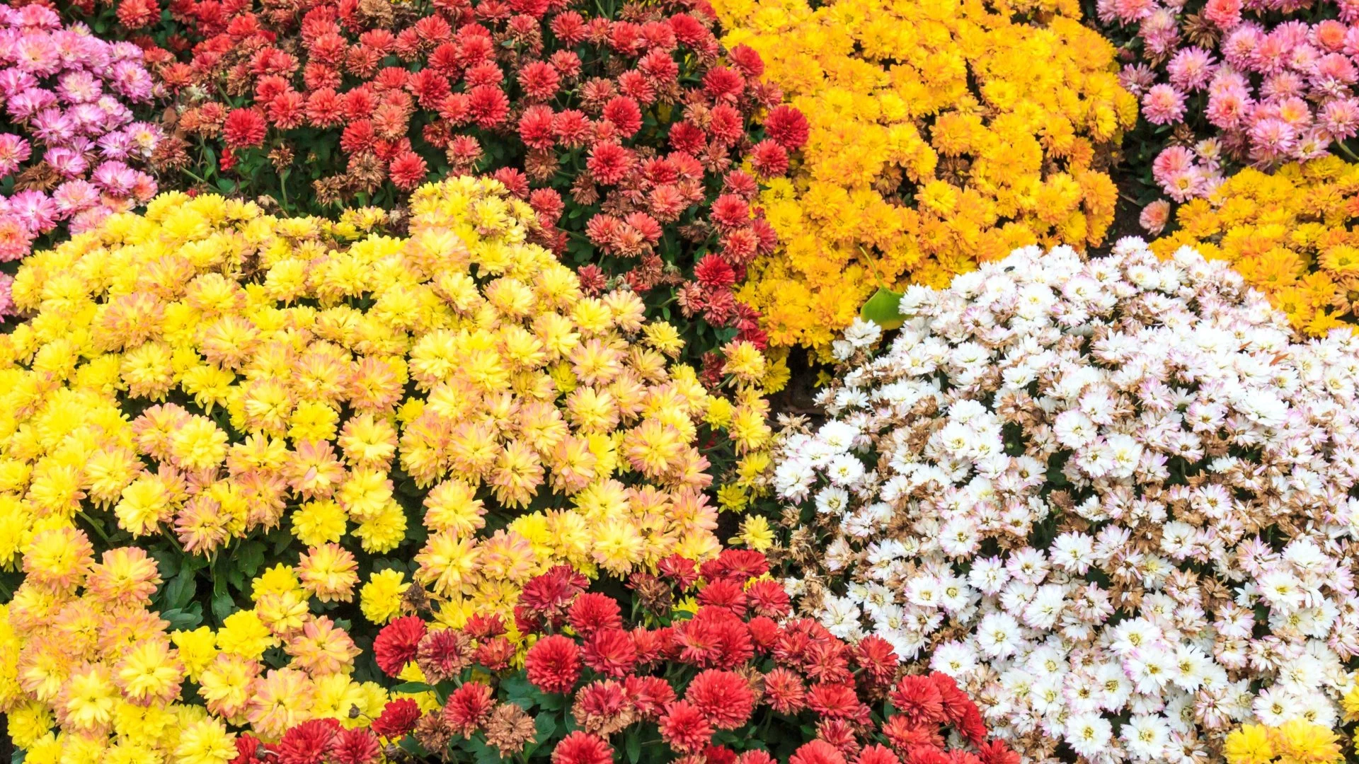 Can Fall Annual Flowers Survive Cold Weather?
