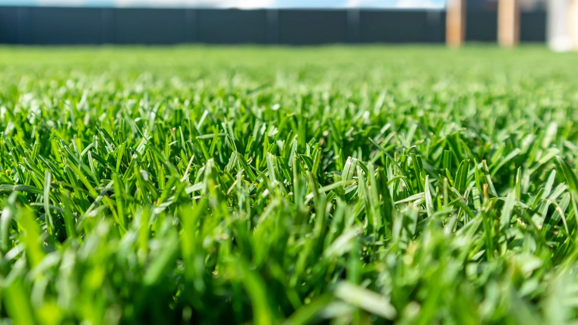 Is Watering Your Lawn Necessary After Fertilization?
