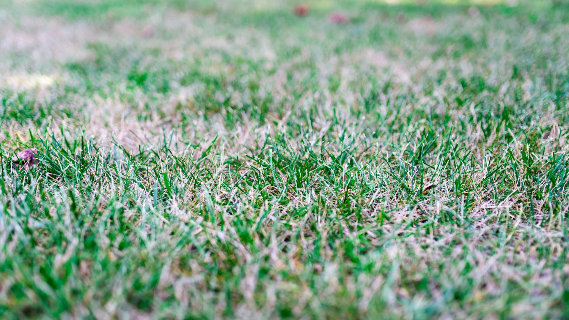 Noticing Pinkish-Red Grass Blades in Your Lawn? It Might Be Red Thread