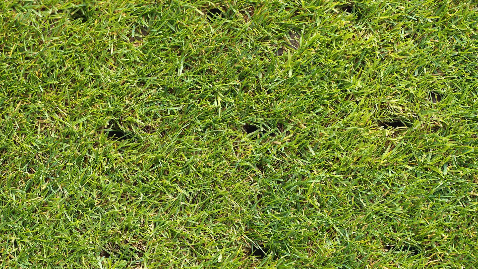 A patch of aerated grass in Malvern, PA.