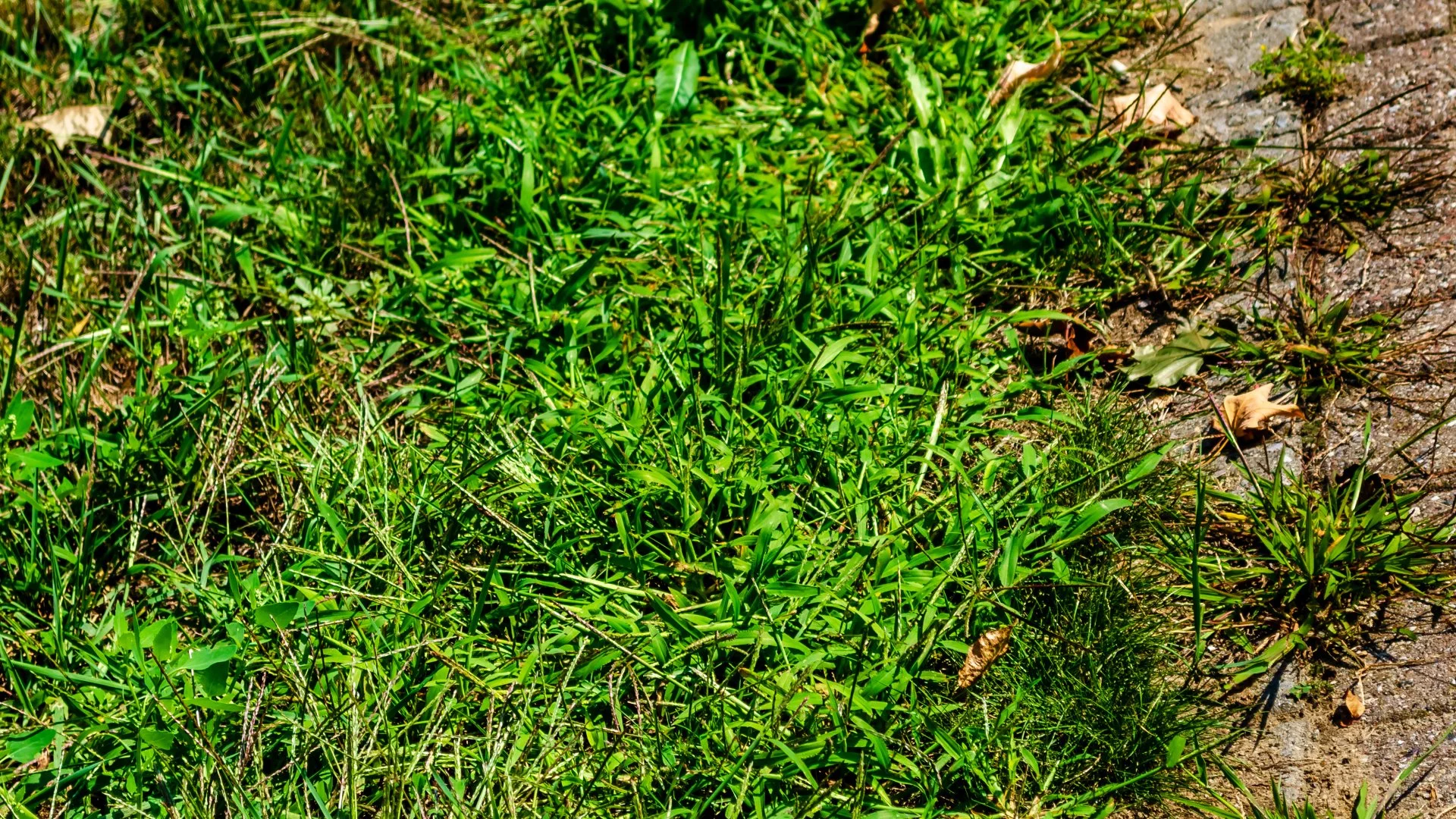 Why Is Your Lawn Being Overrun by Weeds?