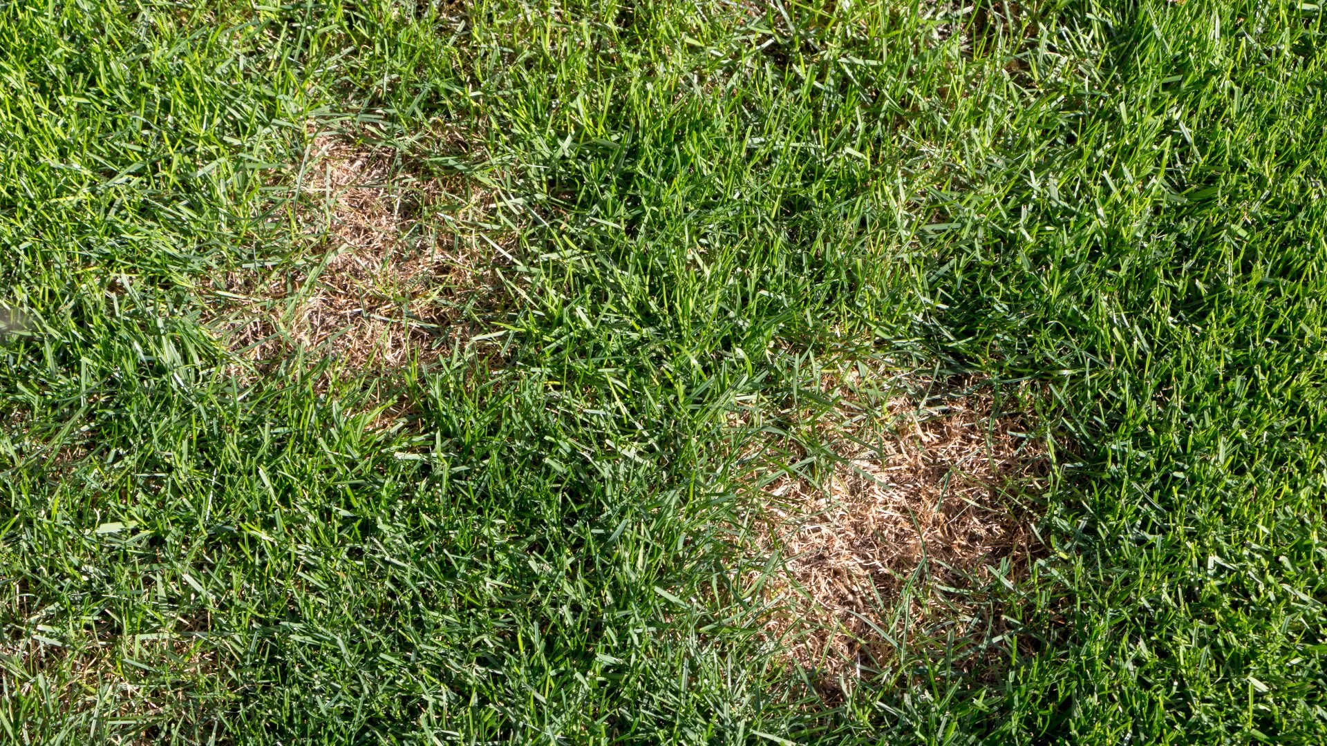 Watch Out! Dollar Spot Is Infecting Lawns in Pennsylvania!