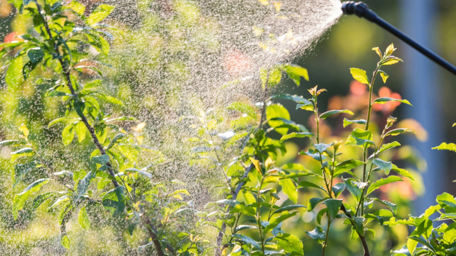 What Is Pre-Emergent Weed Control & When Should It Be Applied?