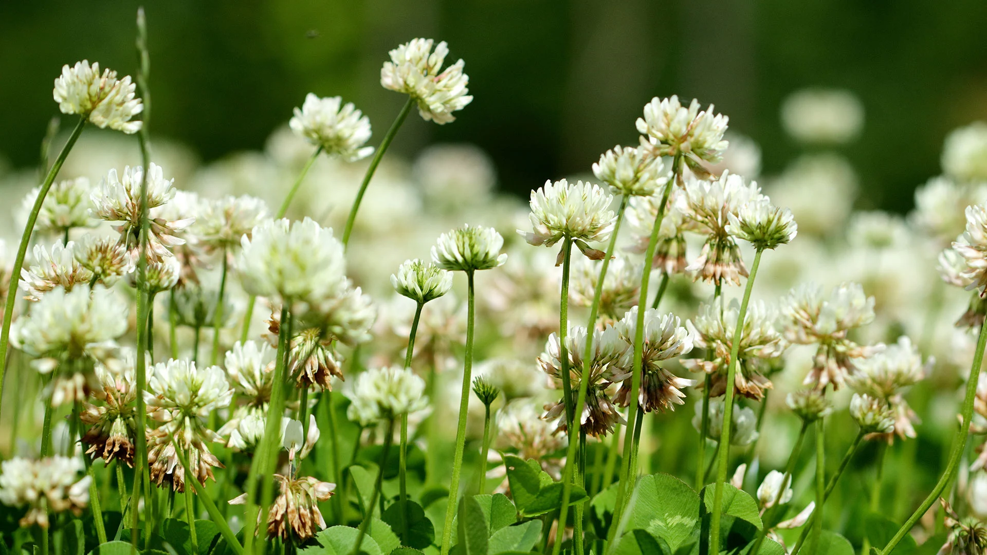 A bed of weeds in Downingtown, PA.