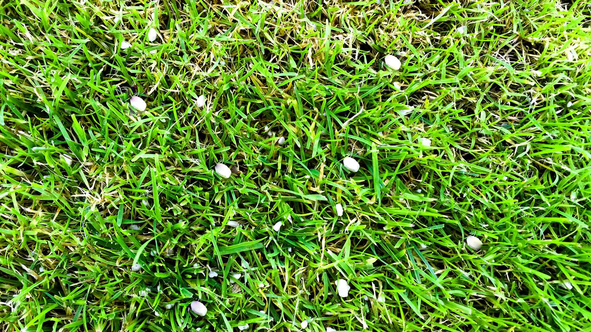 How Often Should You Be Fertilizing Your Lawn in Pennsylvania?