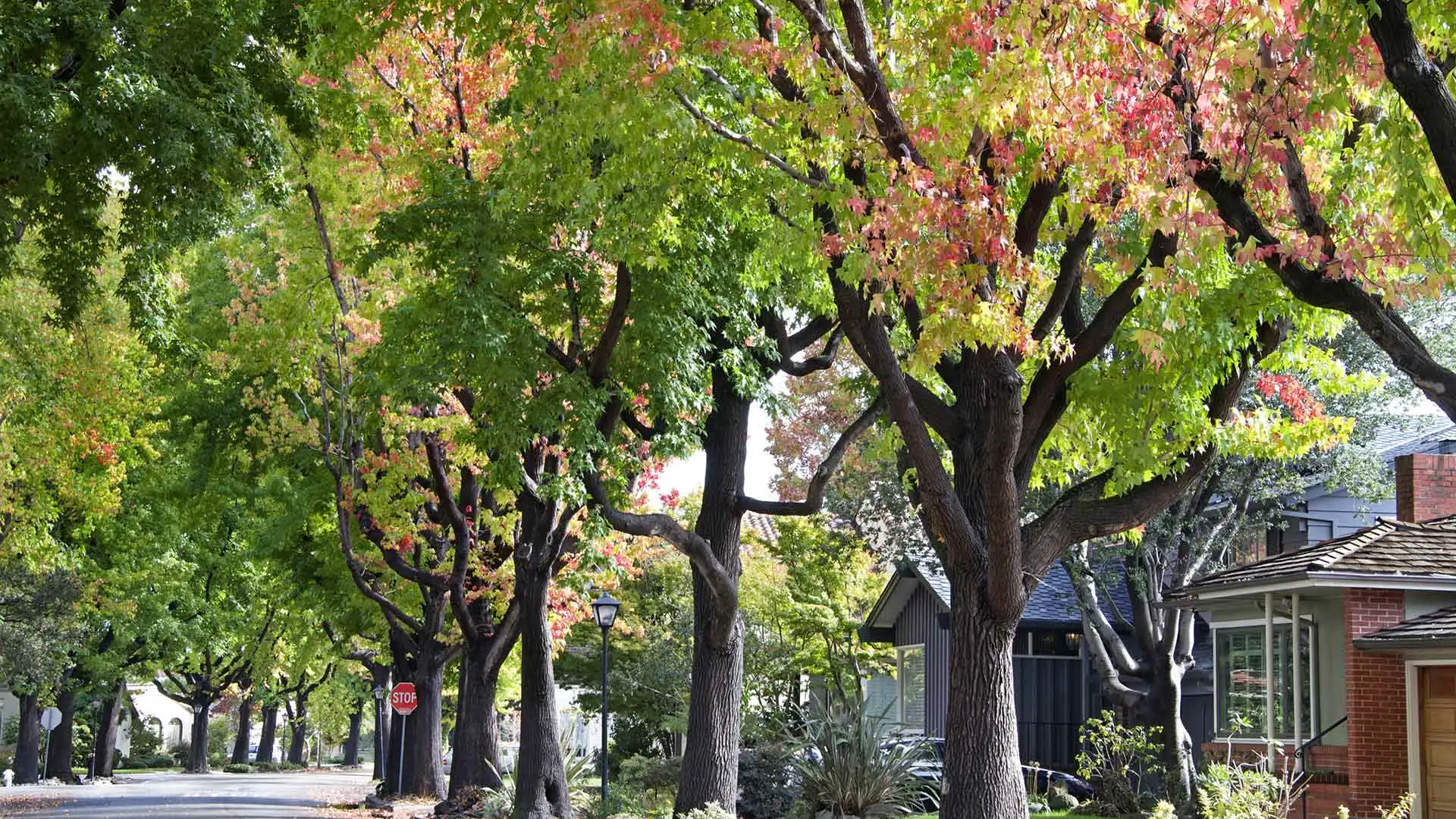 Foliage in neighborhood in Glenmoore, PA.