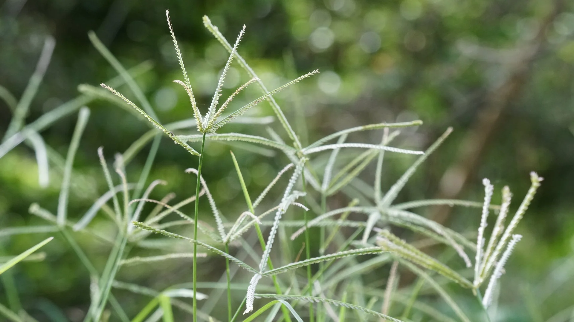 What Does It Mean When Weeds Are Classified as Broadleaf or Grassy?