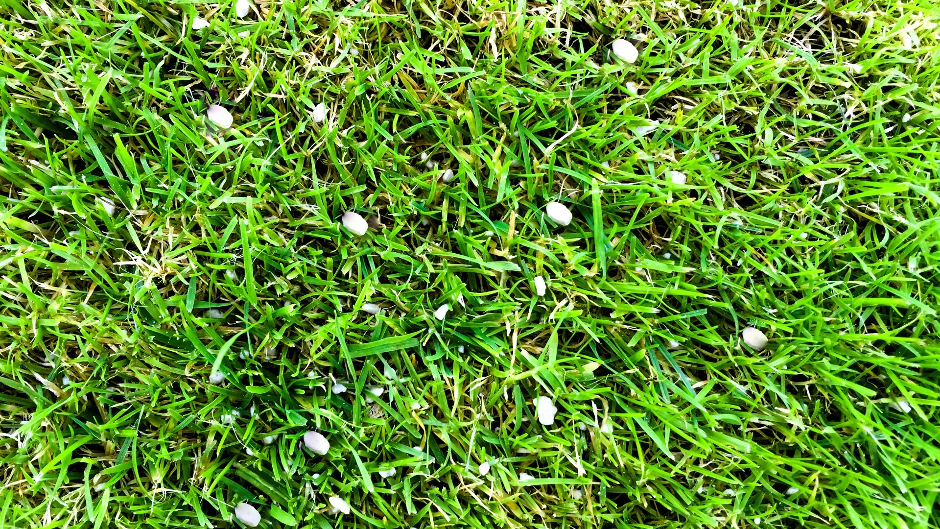 What Are Winterizer Treatments & Does My Lawn Really Need One?