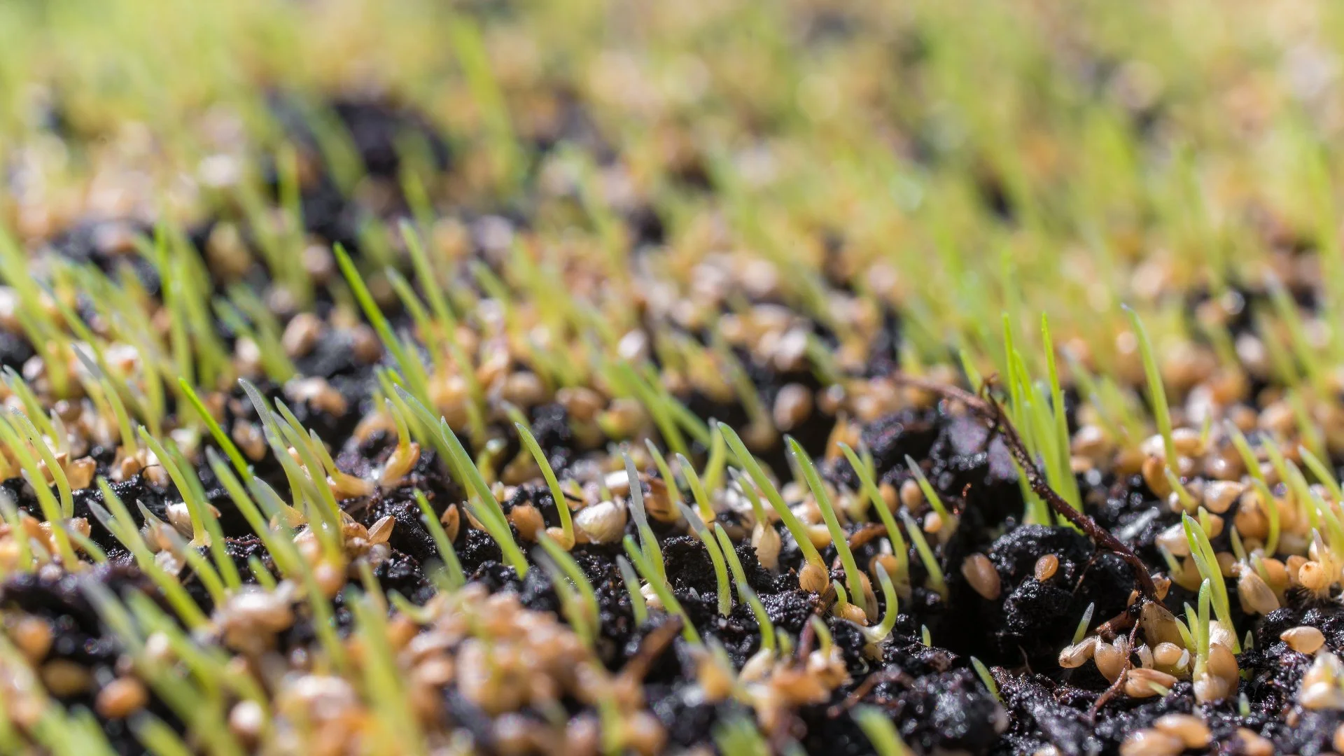 What Should You Do Before Overseeding Your Lawn?