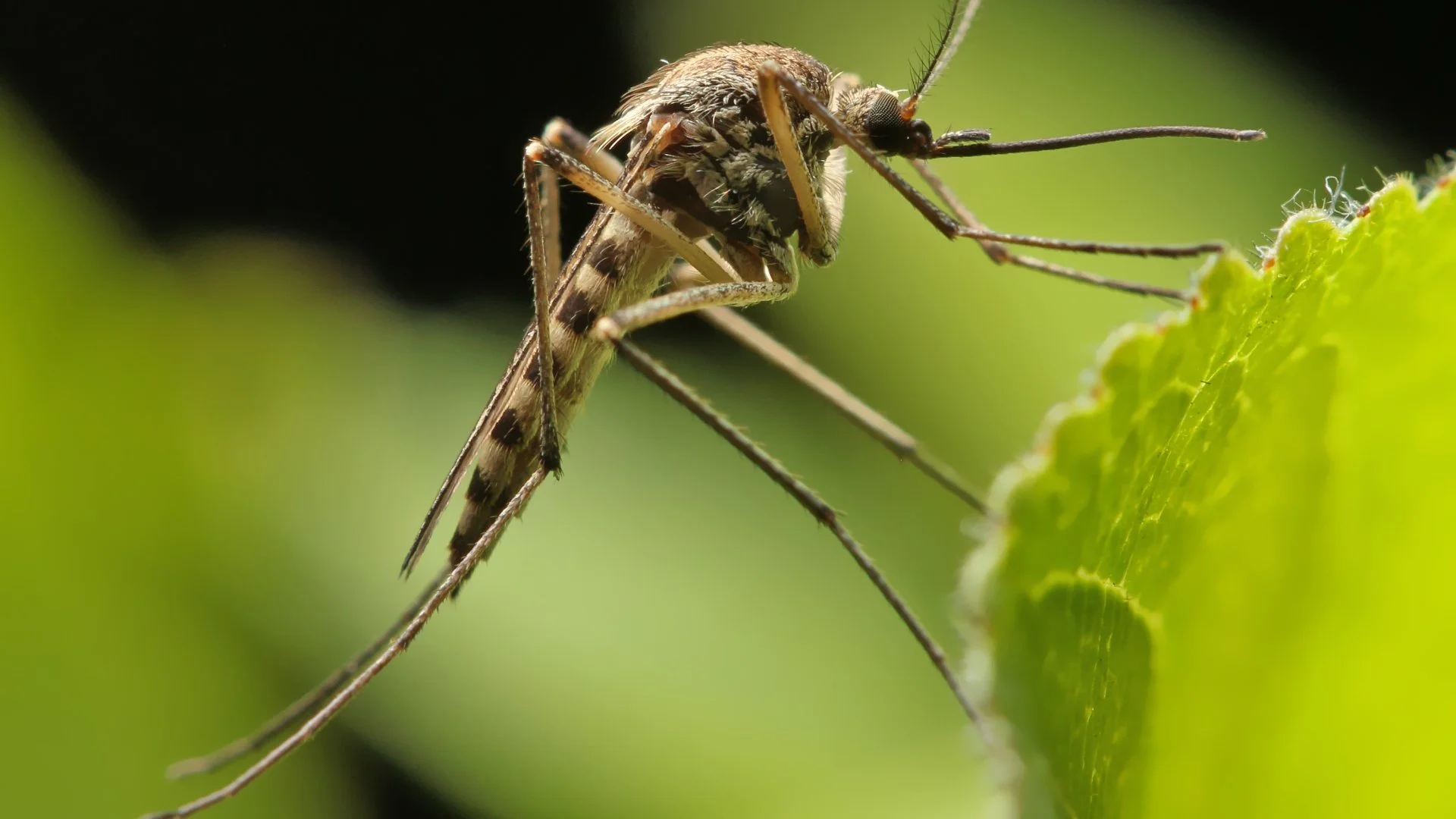 Why Do Mosquitoes Become More Active After Rainfall?