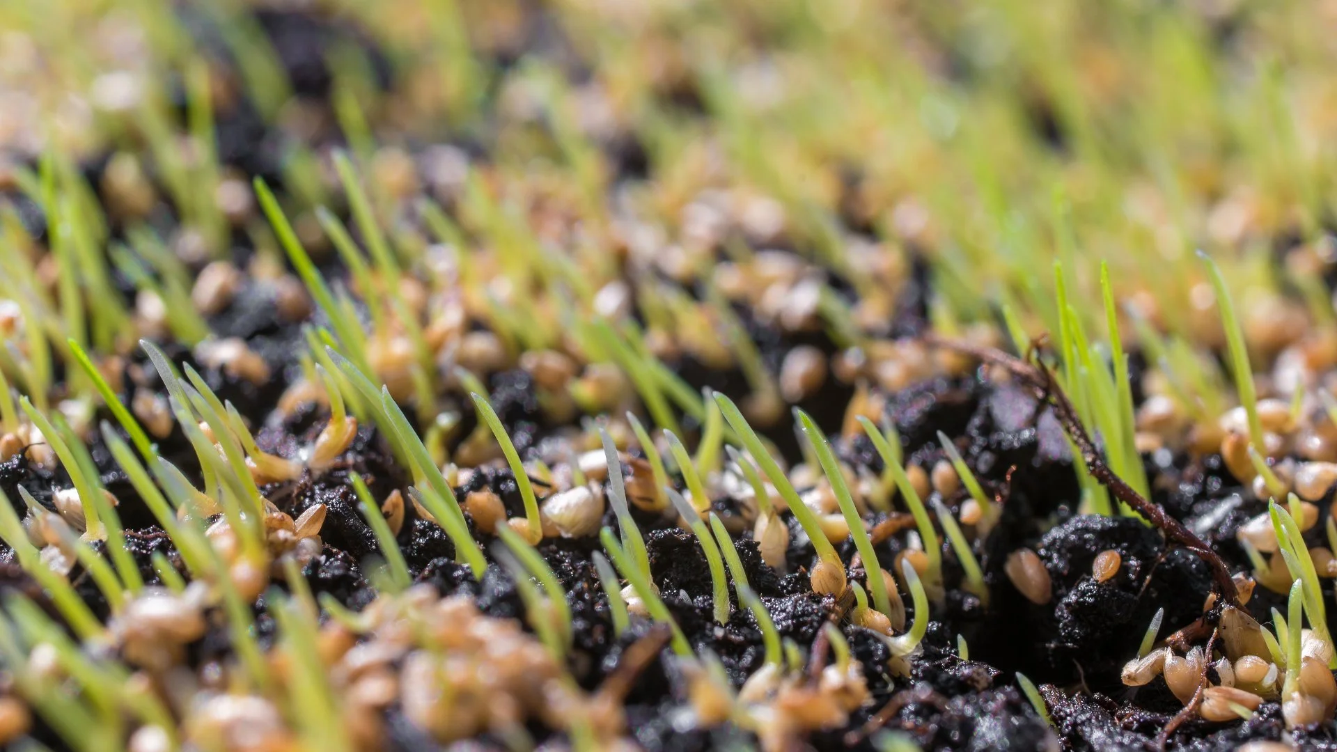 What Are Some Common Mistakes With DIY Overseeding?