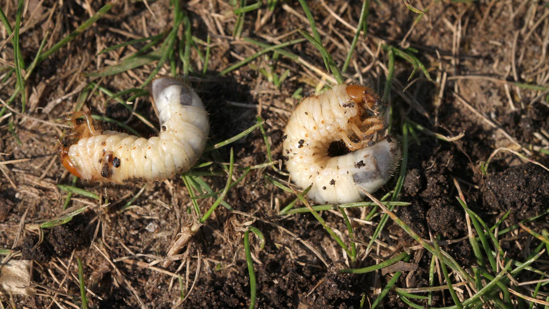 Grubs found in lawn in West Chester, PA.