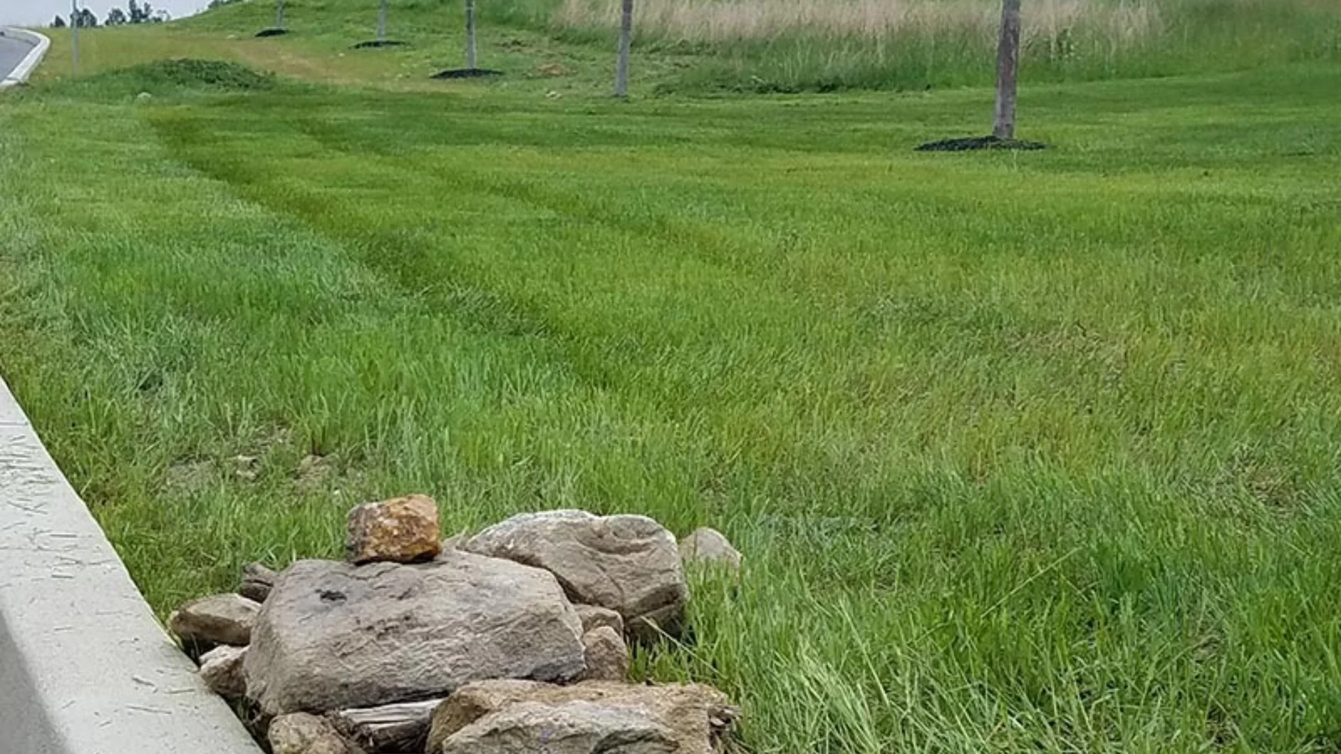 Does It Take a While to See a Difference After Lawn Fertilization?