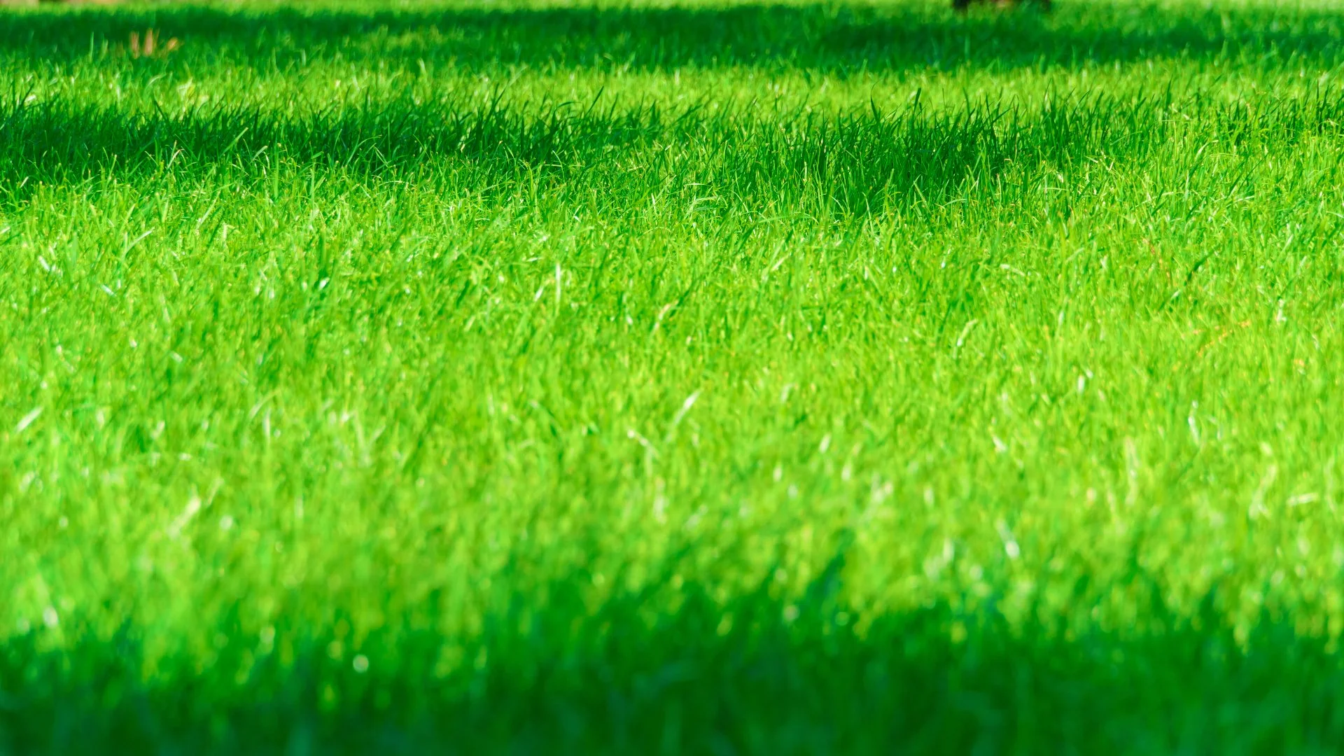 Why Does It Seem Like Your Fertilizer Treatments Aren't Working?