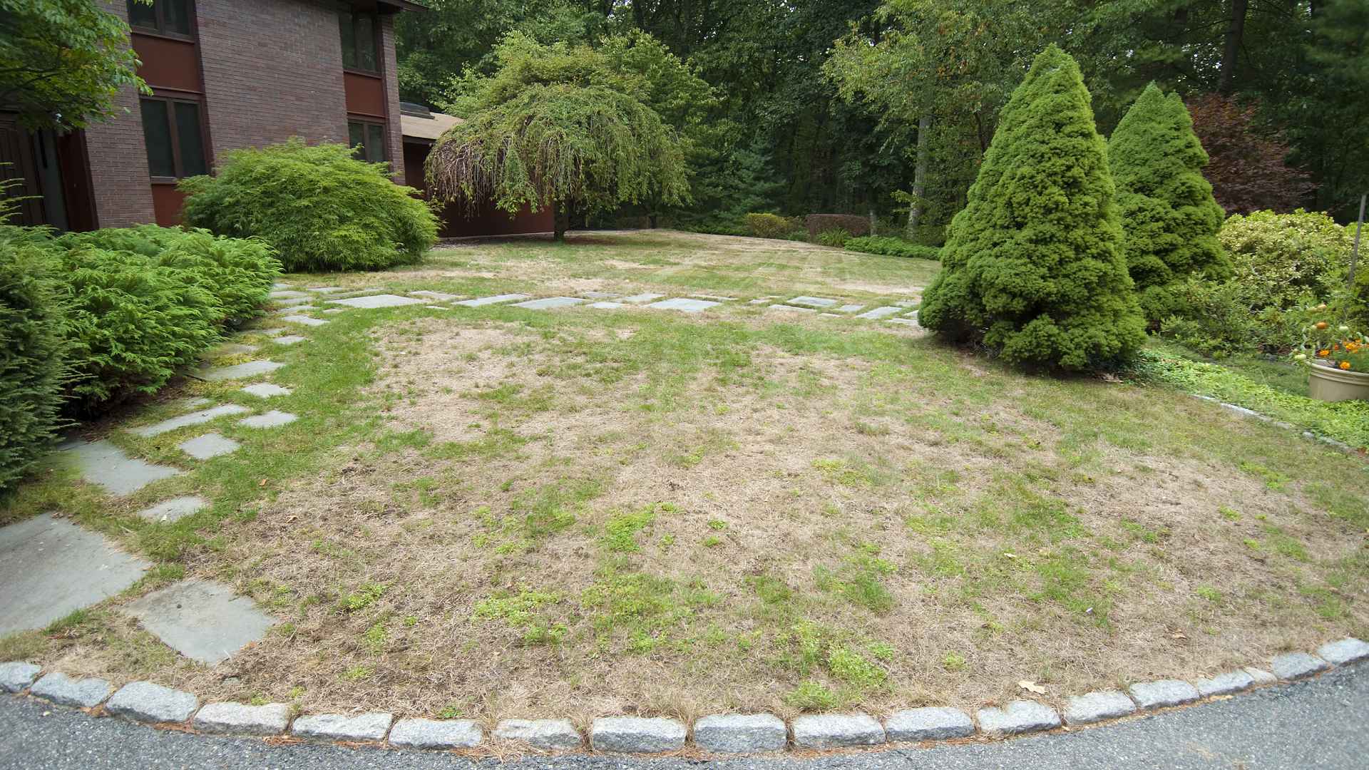 Infected lawn with diseases in Exton, PA.