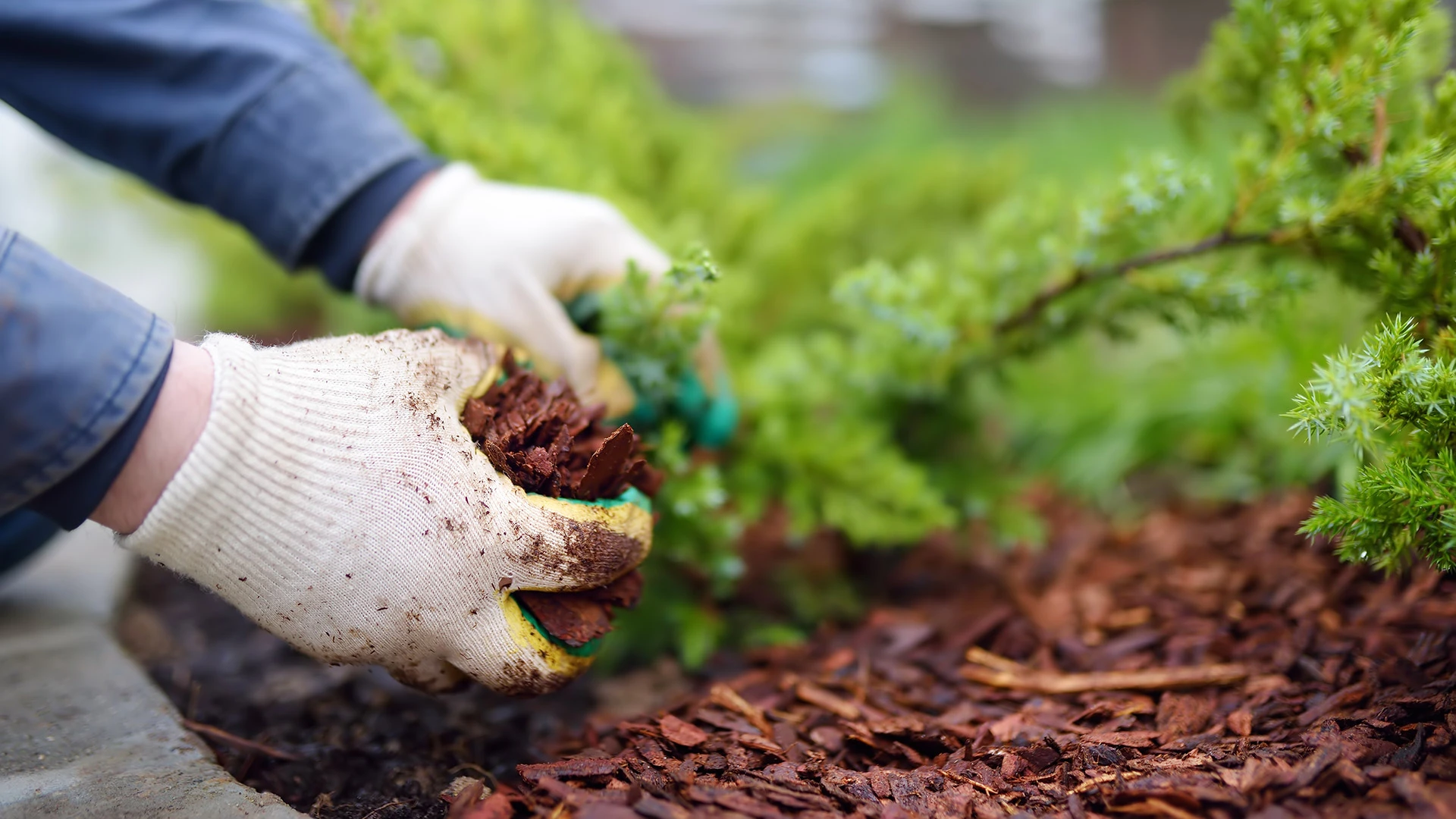 Mulch - What It Does for Your Landscape