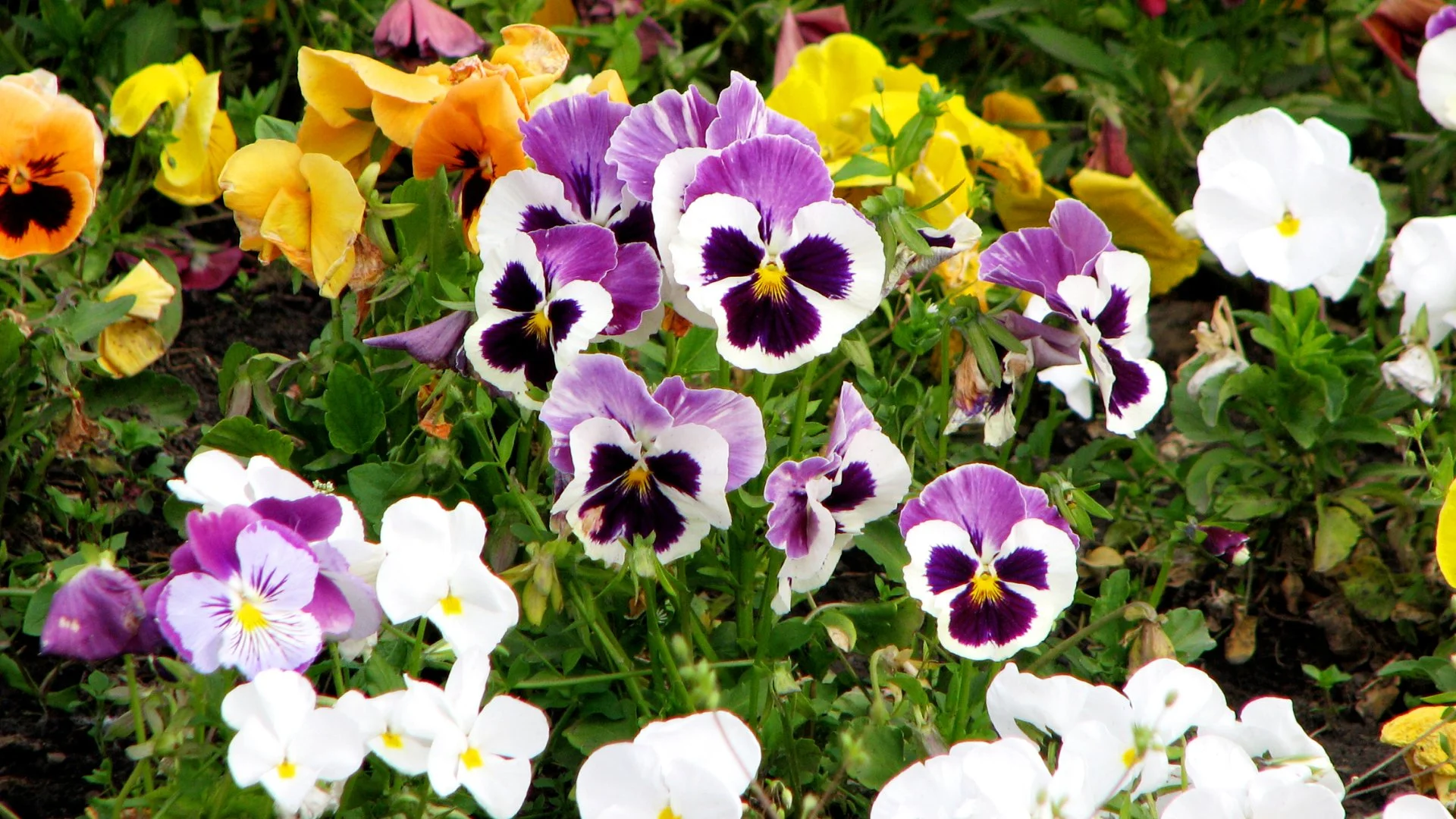 Adorn Your Landscape With These Fall Annual Flowers