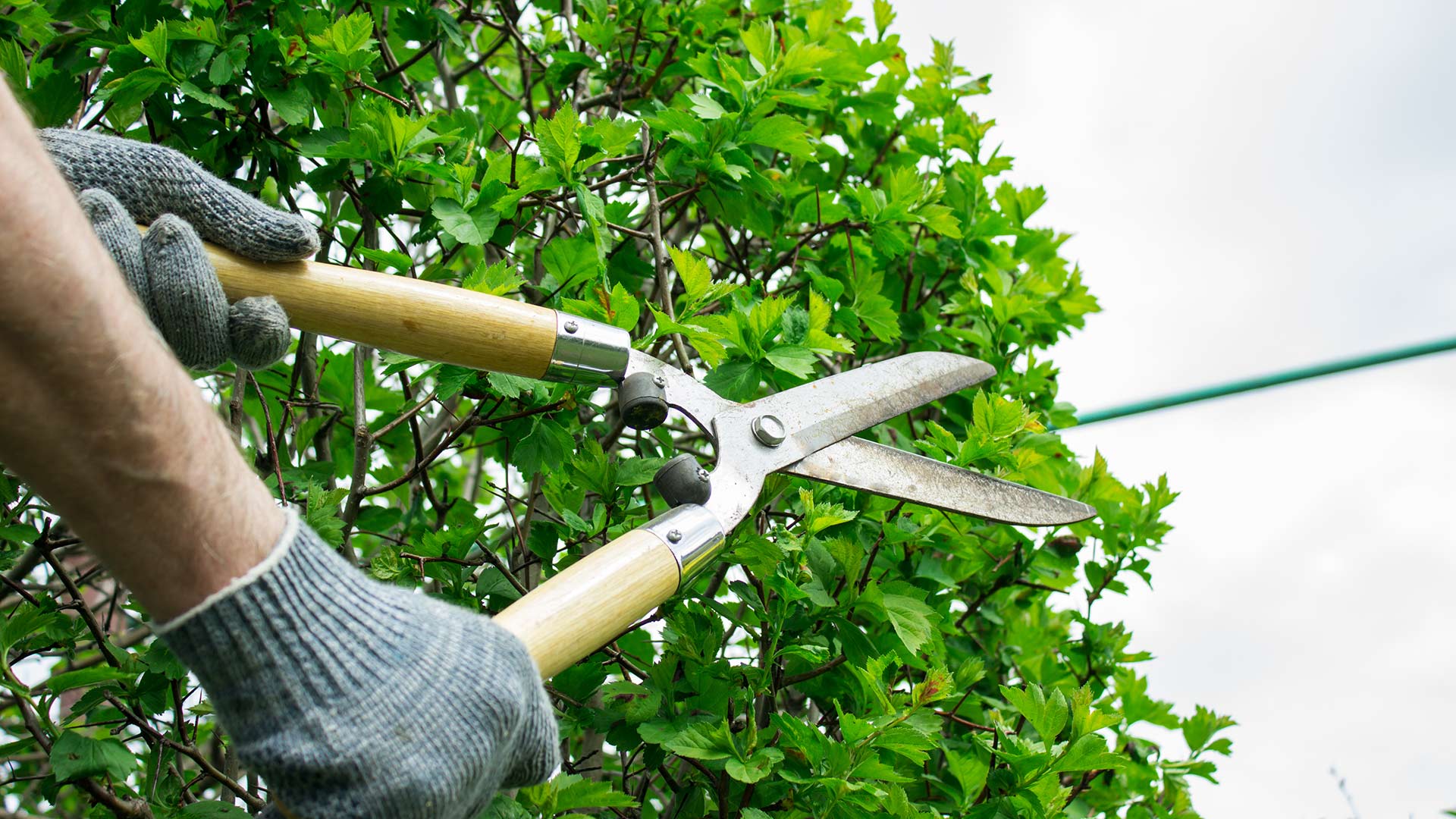 Professional using hedge clippers on a shrub in Exton, PA.
