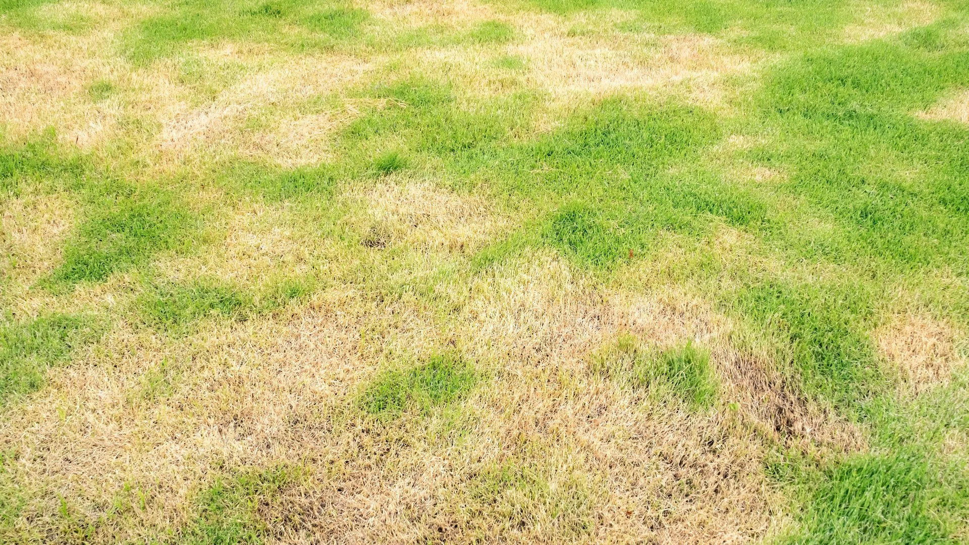 Lawn Diseases: Can They Go Away on Their Own?