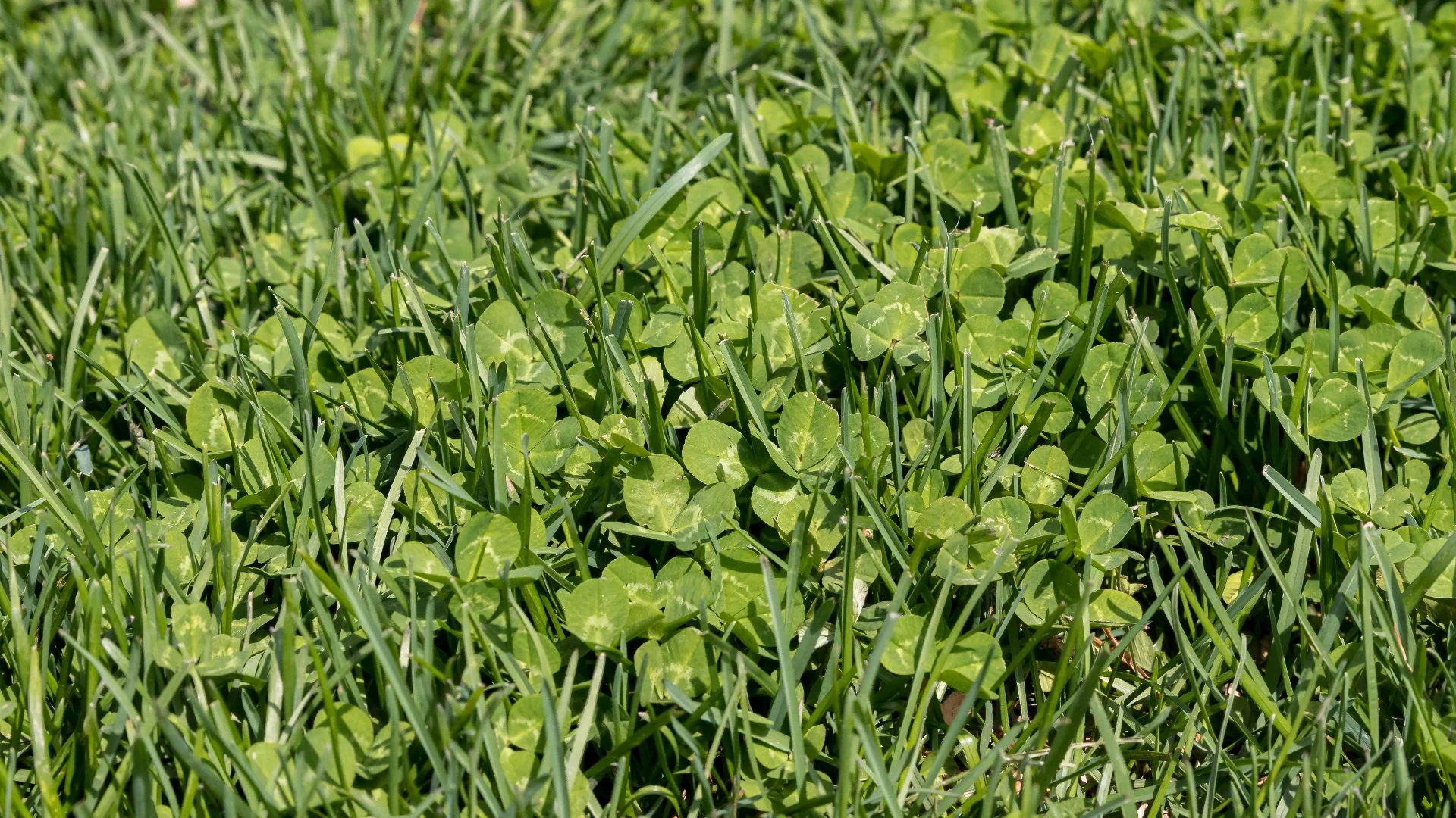 Key Differences Between Annual & Perennial Weeds