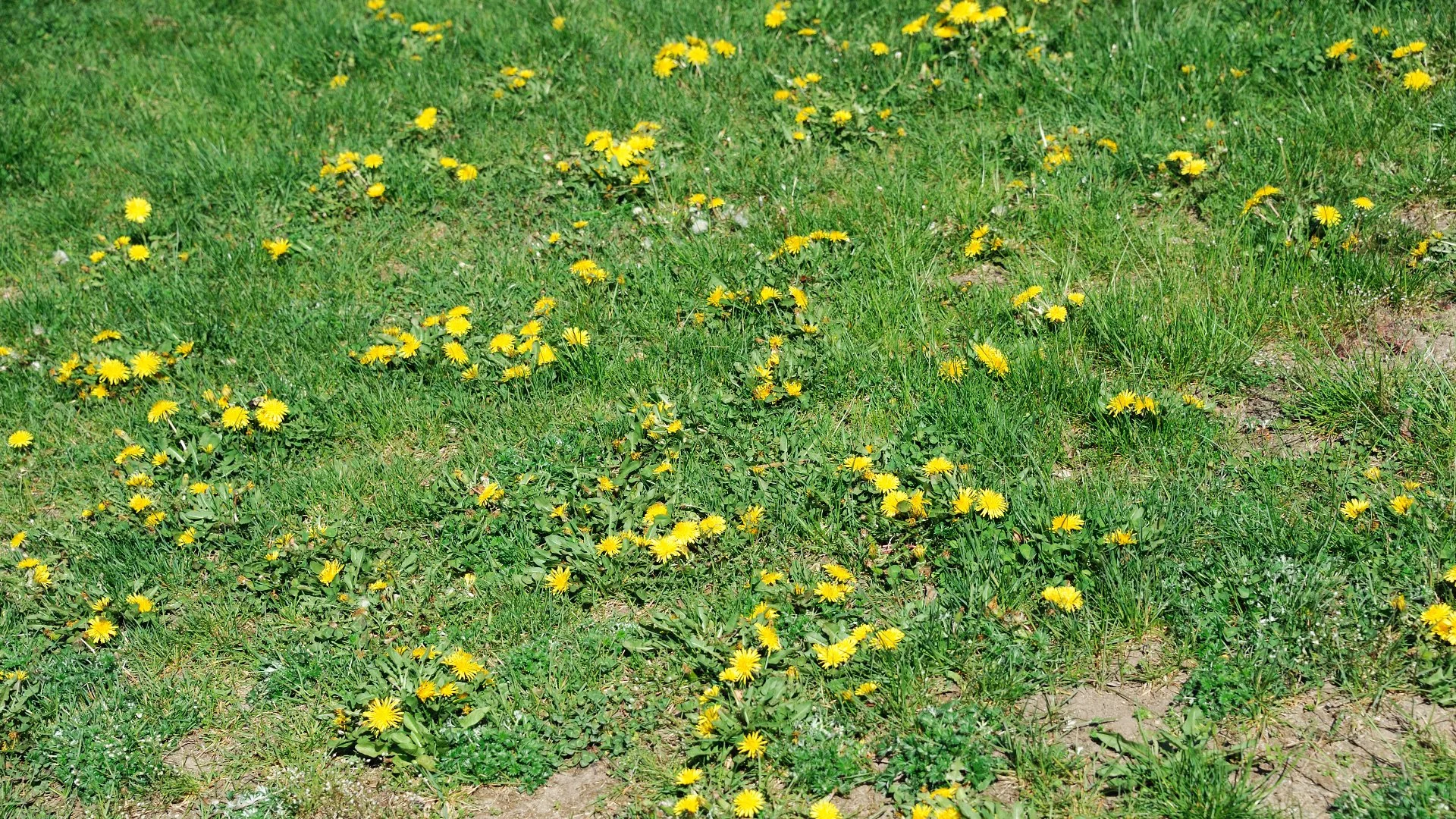 You Need Both of These Weed Control Treatments to Keep Weeds at Bay