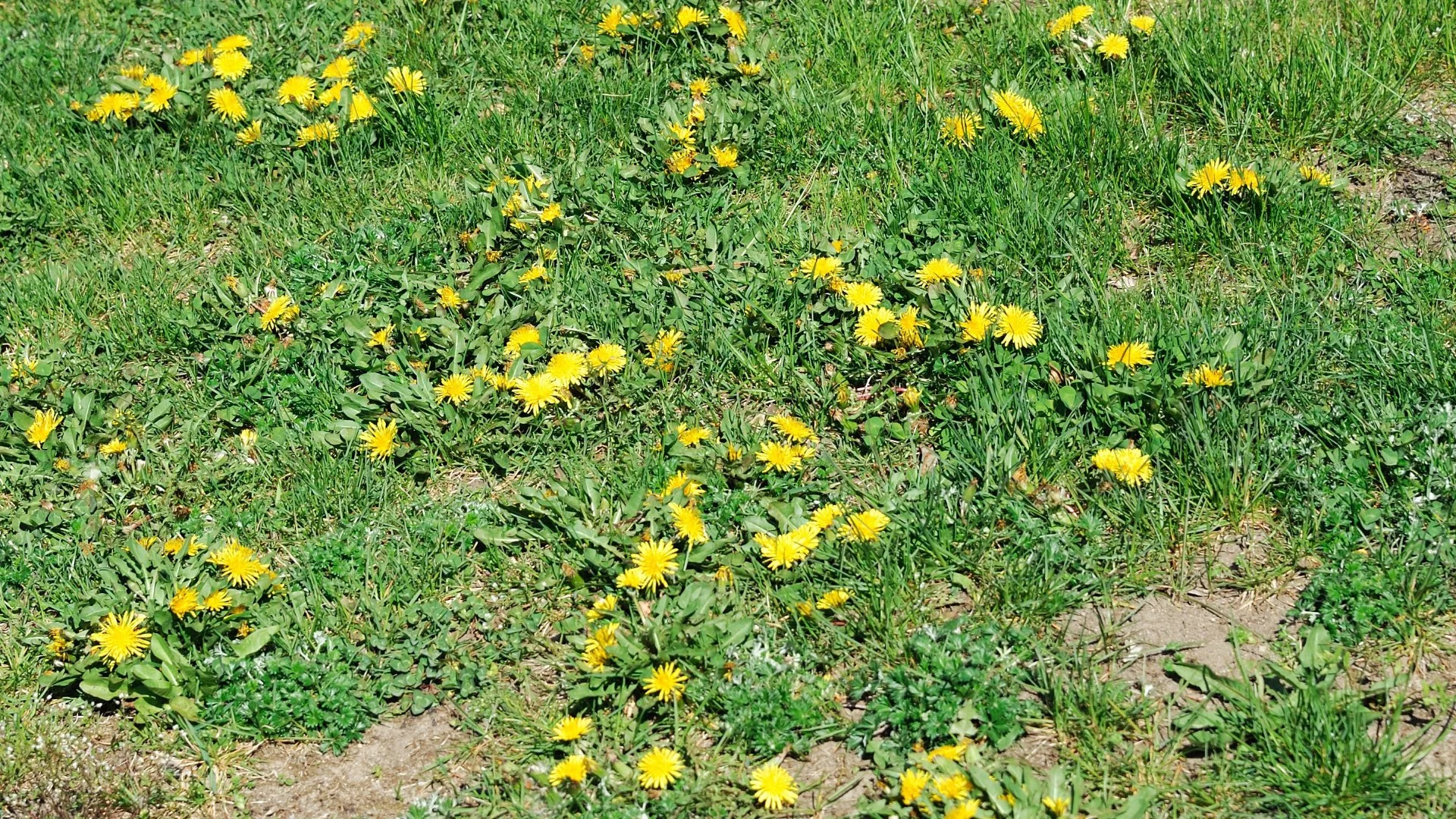 Is There a Risk of Hurting Your Lawn When Applying Weed Control?