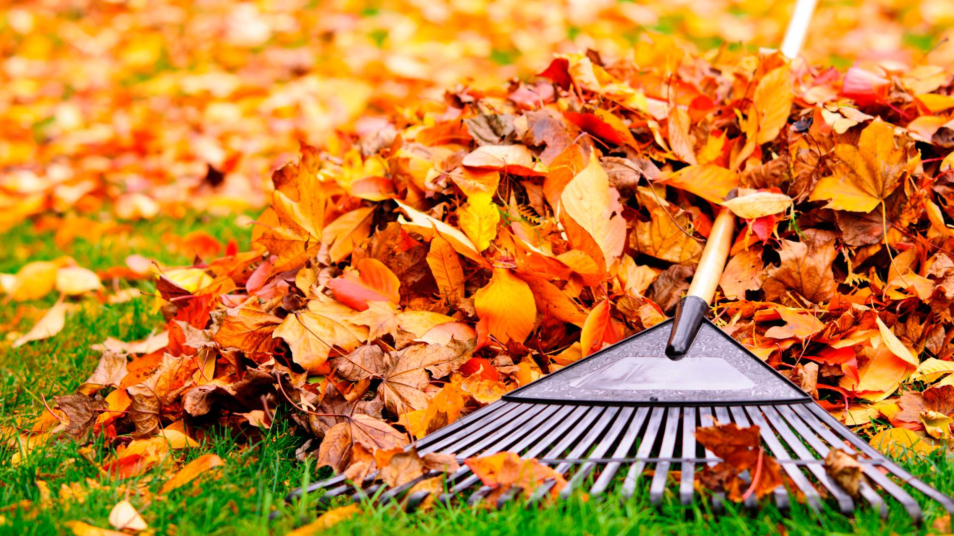Leaves beside rake for removal service in Chester Springs, PA.