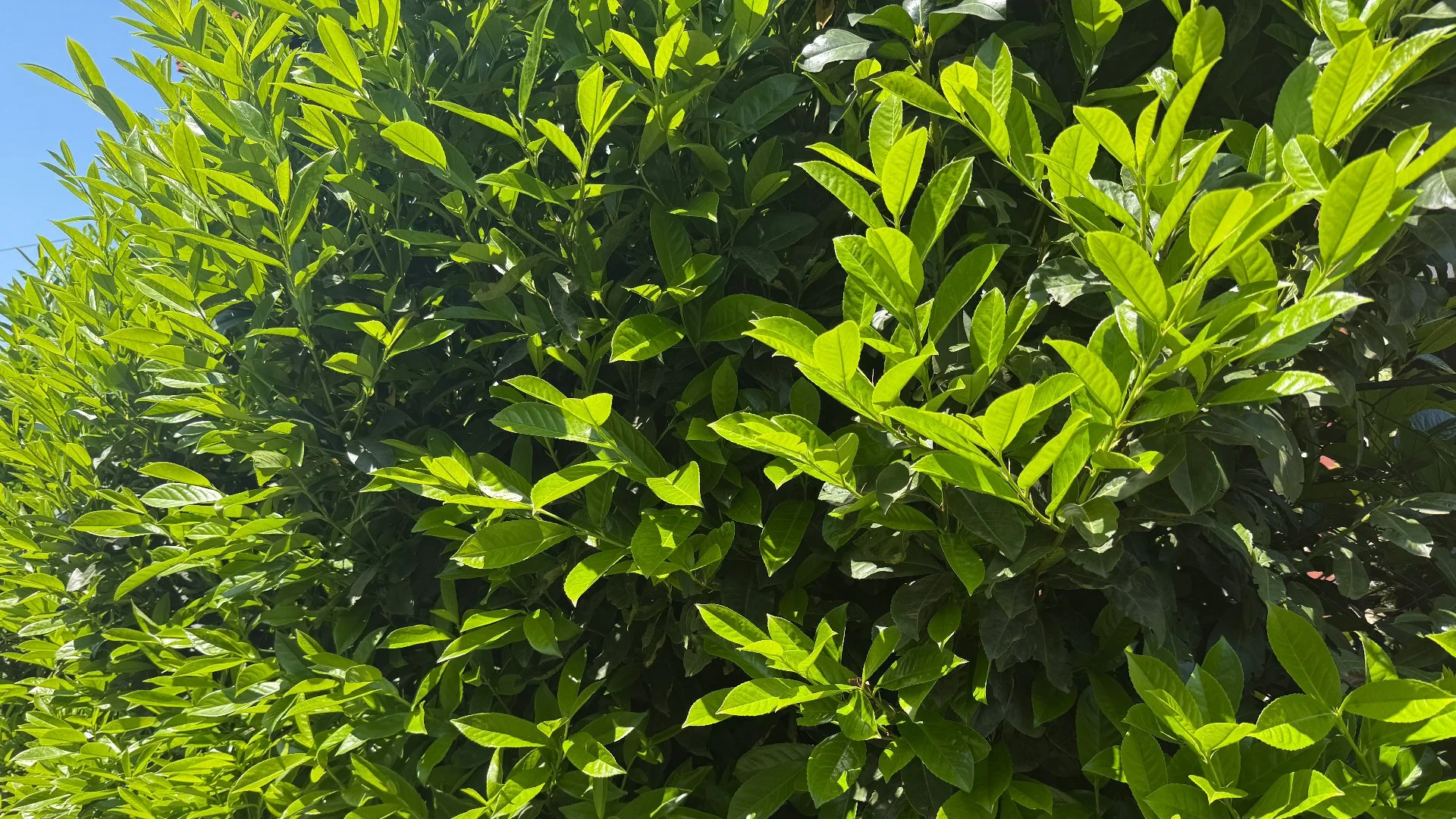 What Can Happen if You Don’t Trim Your Plants