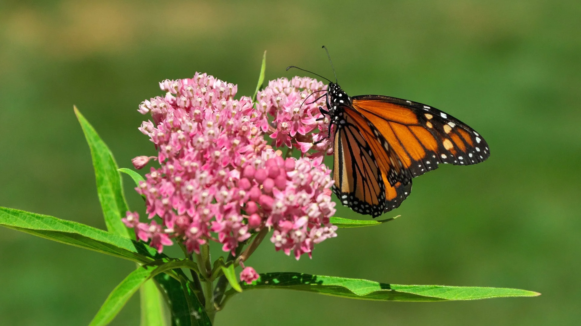 Native Plants Are the Best Choice for Your Landscape!