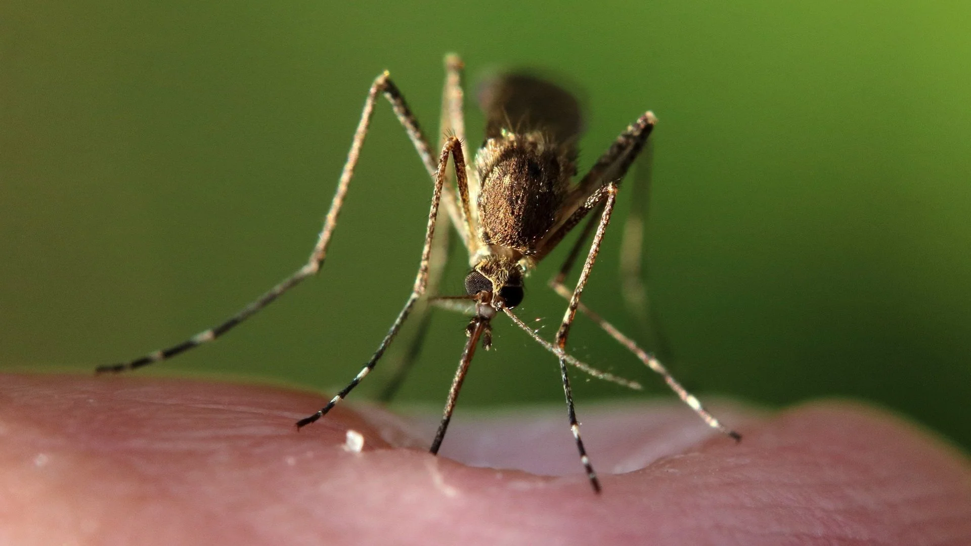 3 Ways to Reduce the Chances of Being Bitten by Mosquitoes on Your Property