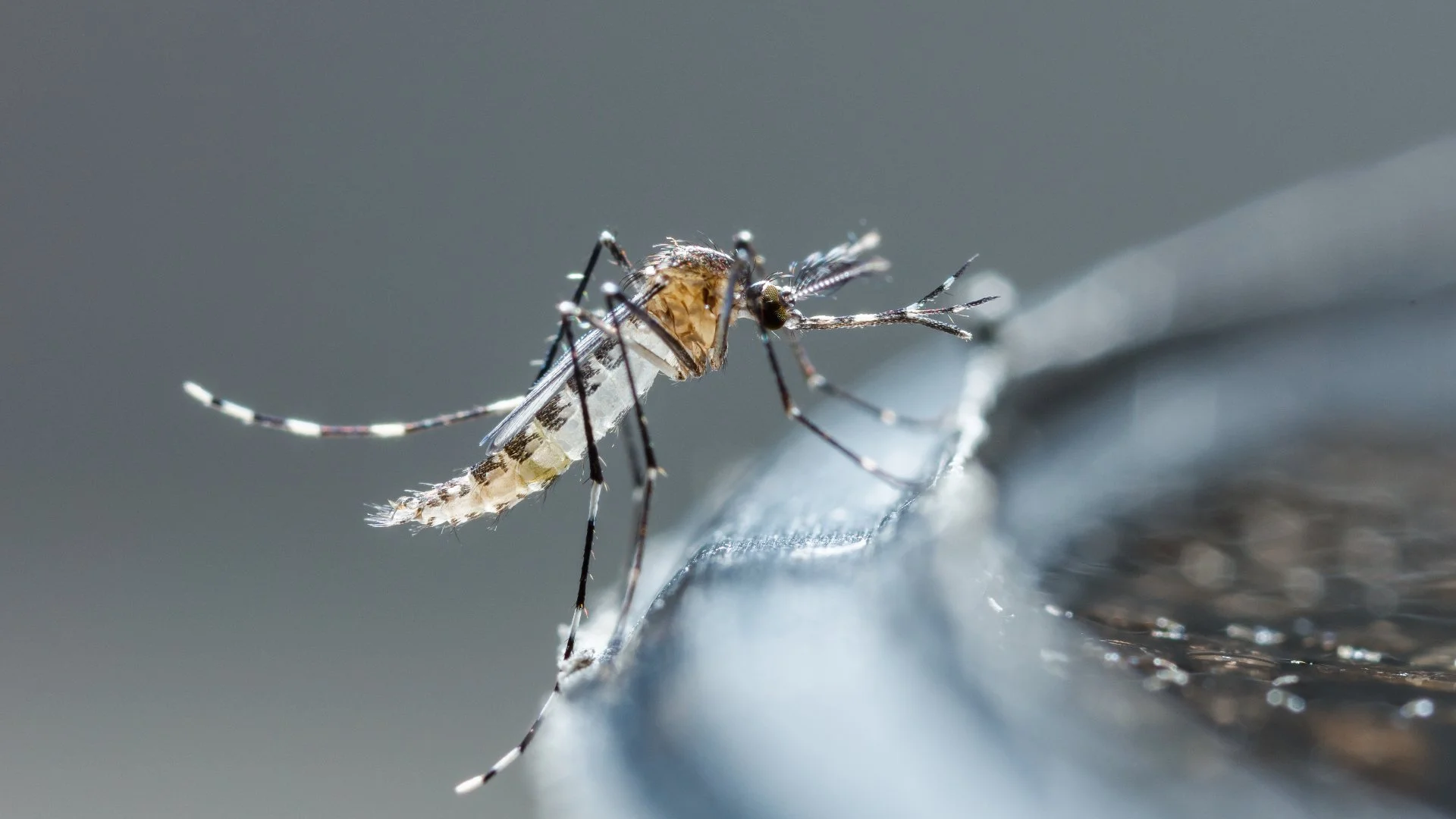 Are Mosquitoes Attracted to Clogged Gutters?