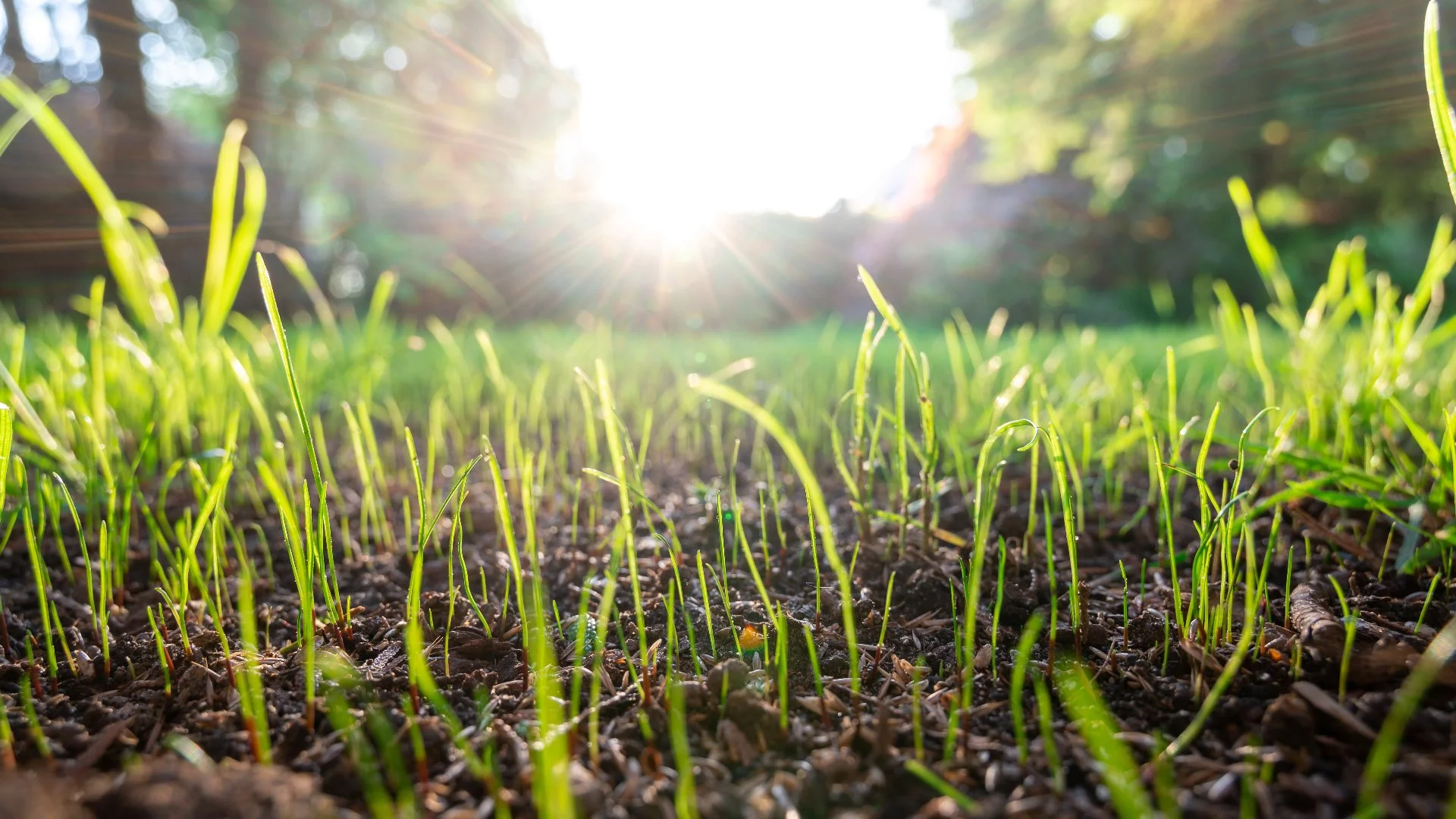 Should You Wait to Use Weed Control After Overseeding Your Lawn?