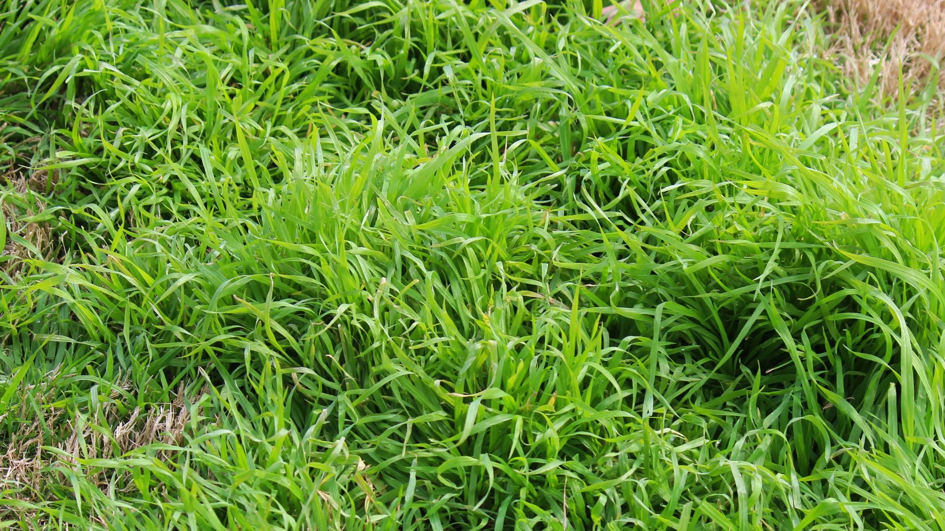 What Can Happen if You Skip Out on a Weed Control Treatment in the Spring