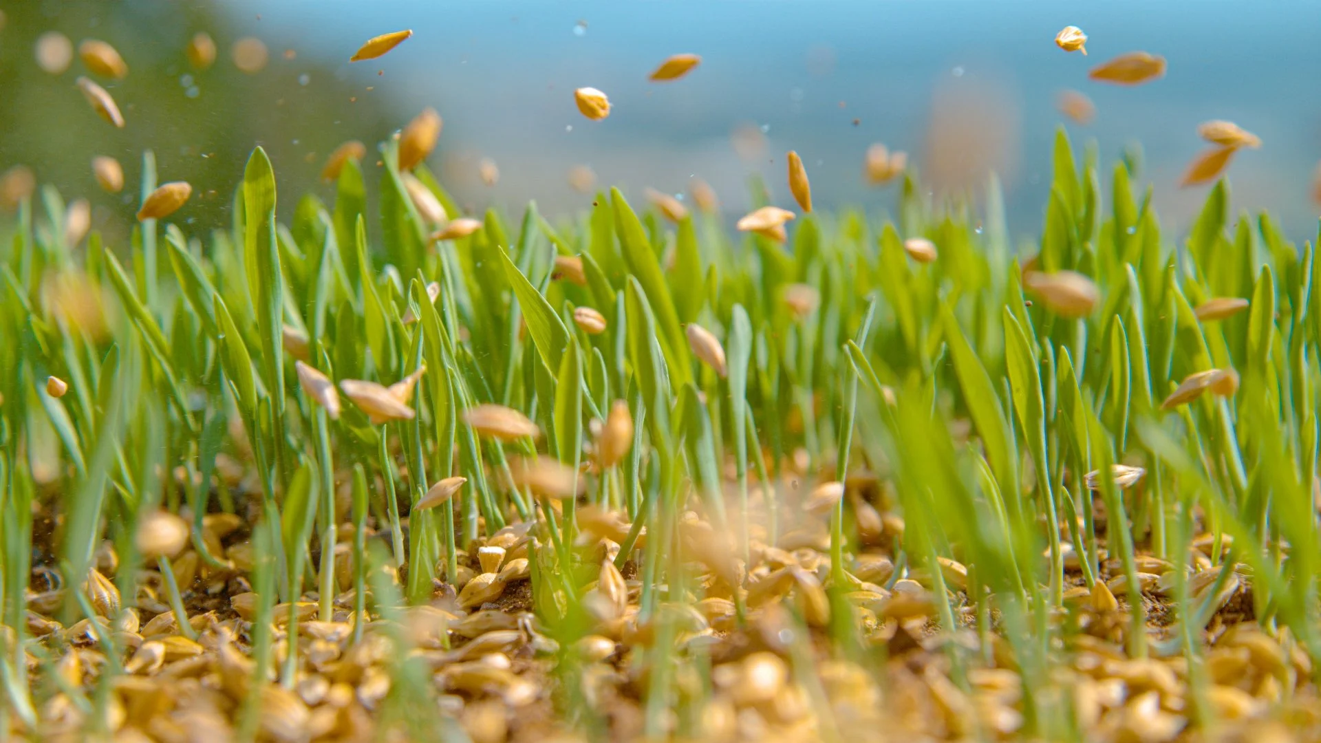 Should You Fertilize Your Lawn Right After It Has Been Overseeded?