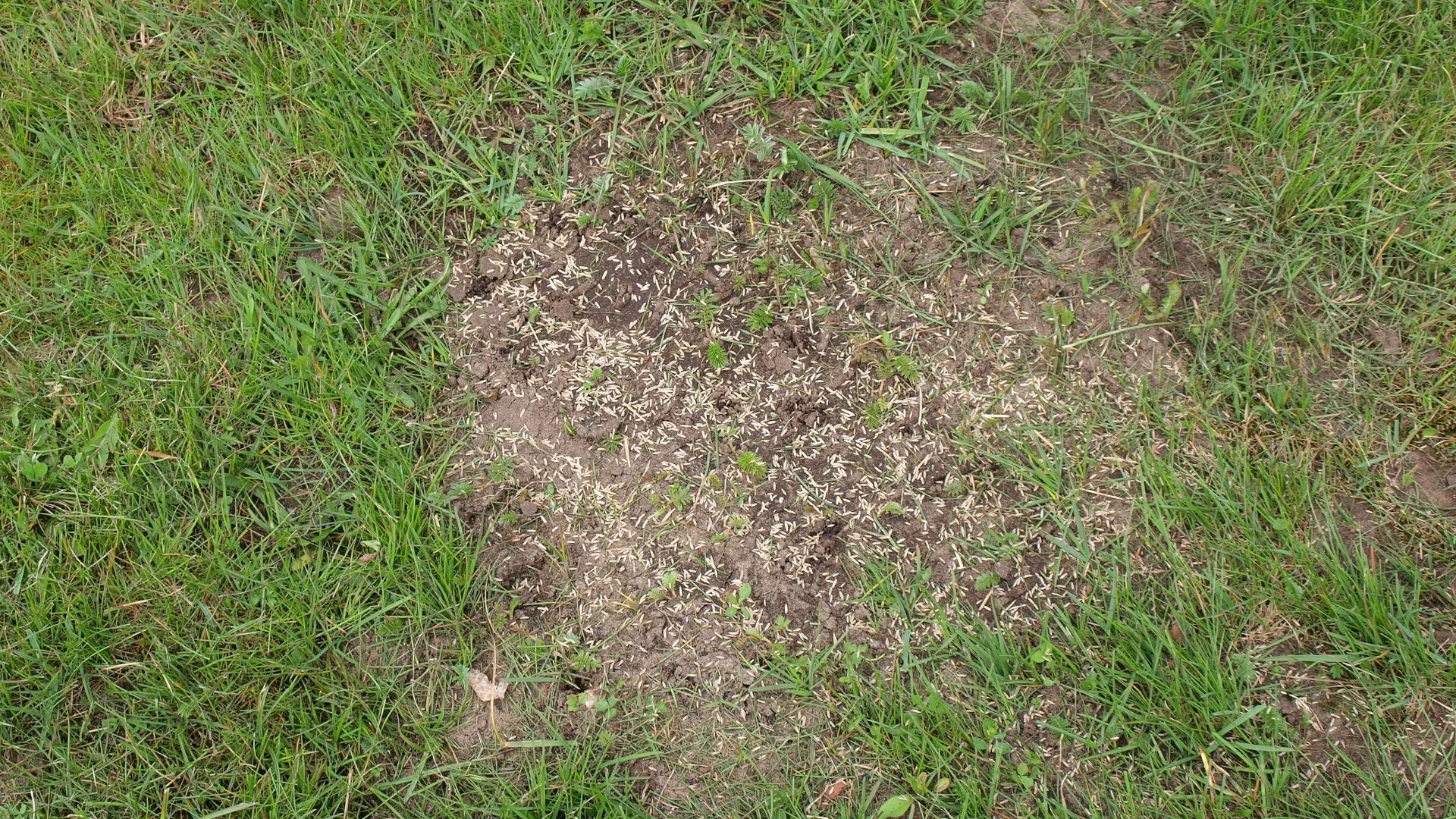 Want to Have Your Lawn Overseeded? Make Sure to Aerate It First!