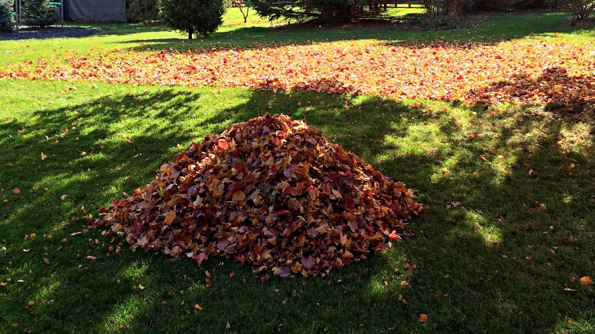 Is It Okay to Wait Until All the Leaves Fall to Remove Them?