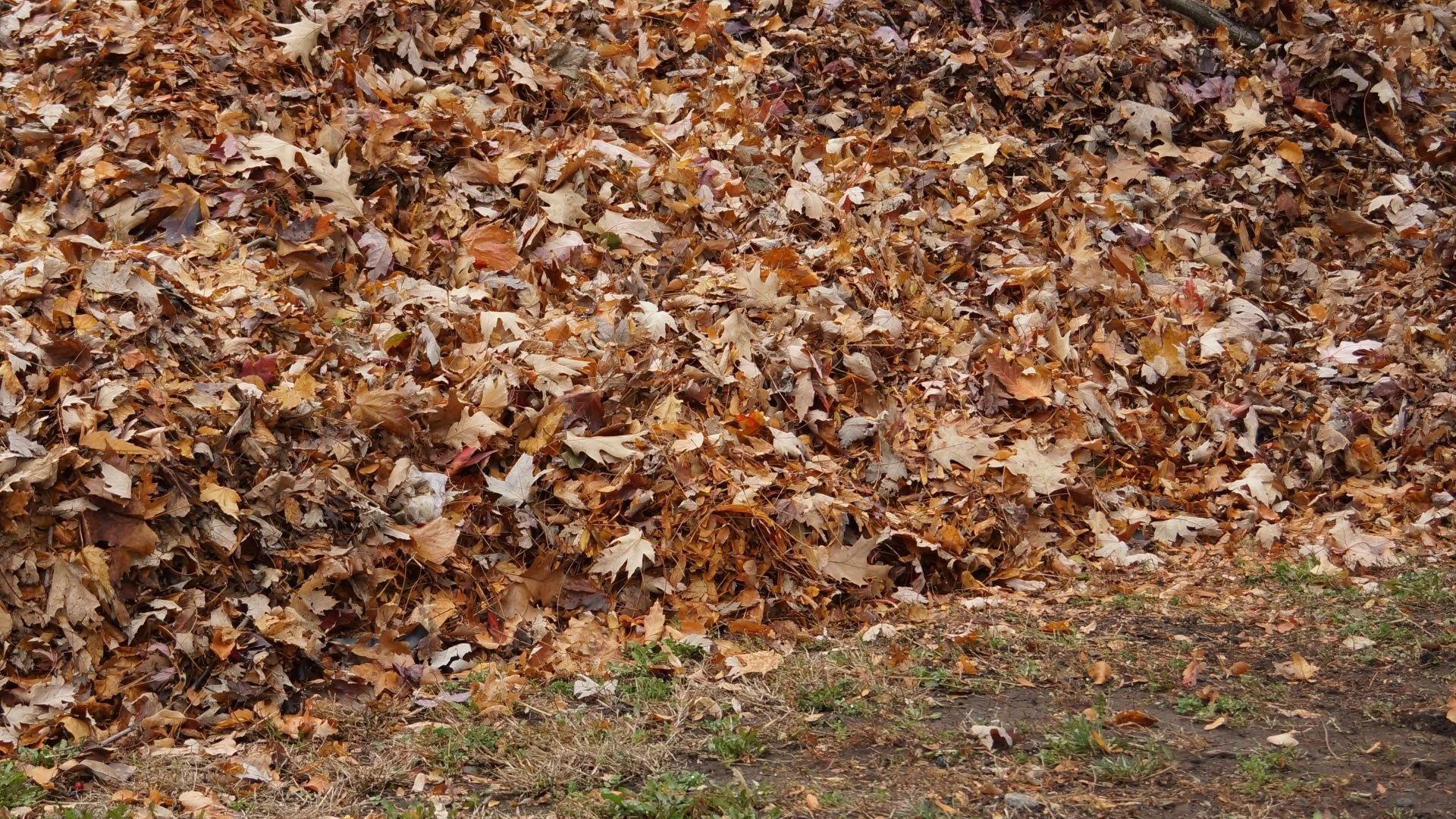 Is It Bad if I Leave Leaves on My Lawn Over the Winter Season?