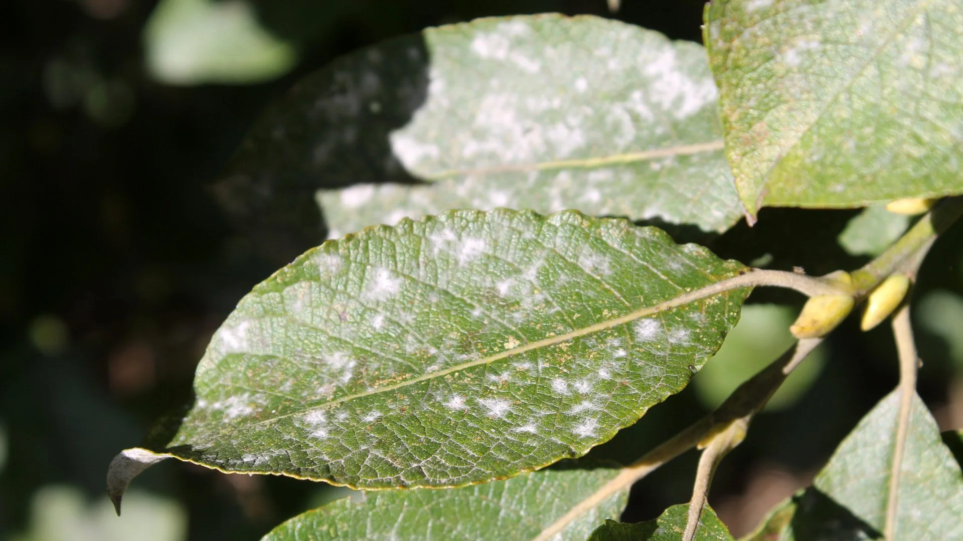 What Is the Powdery Growth on the Leaves of Your Plants?