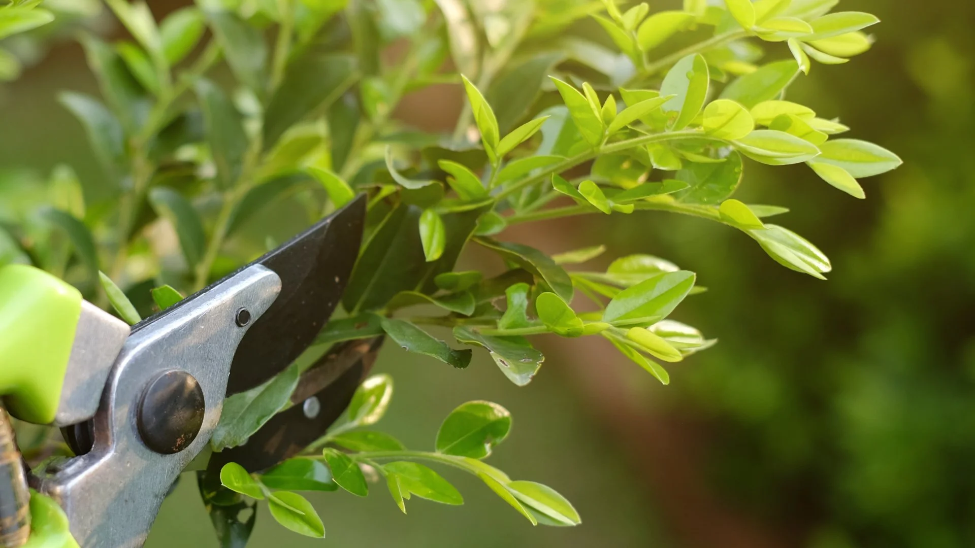 Signs That Indicate Your Plants Need to Be Pruned