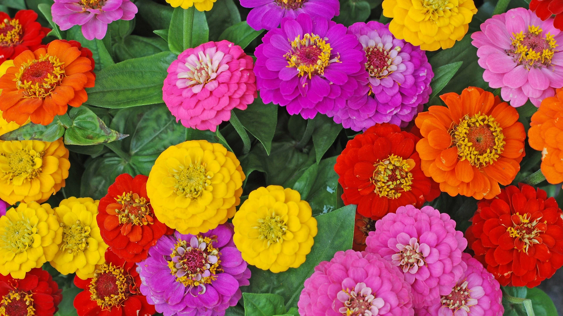 4 Annual Flowers to Plant in Your Garden This Spring
