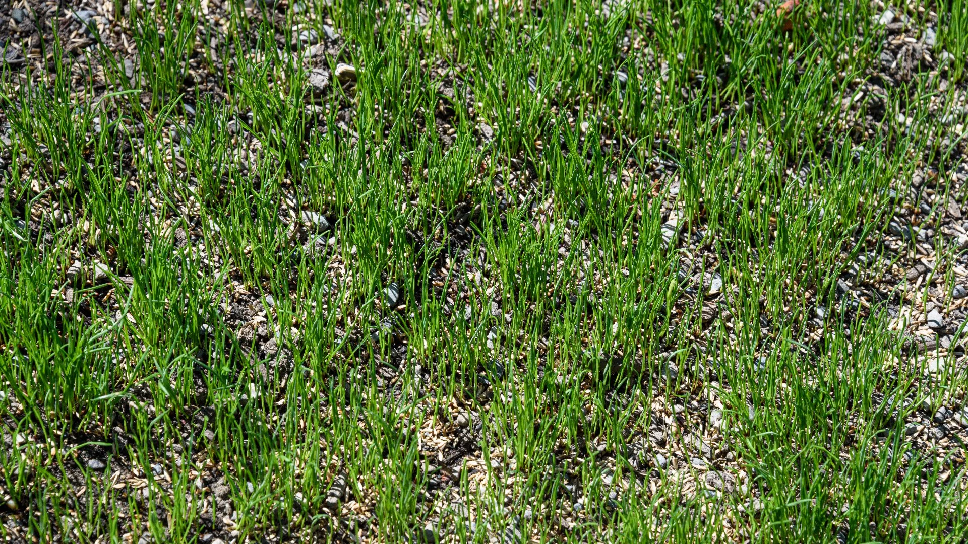 Is Overseeding Really Worth the Bang for Your Buck?