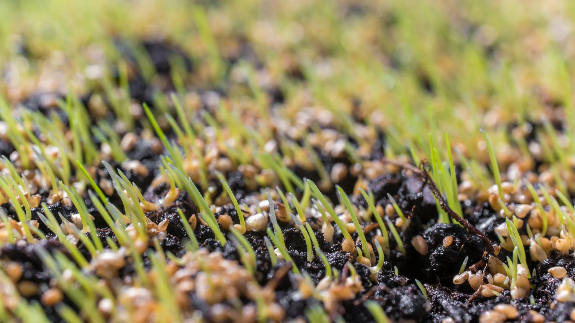 How to Properly Care for Your Lawn After Overseeding