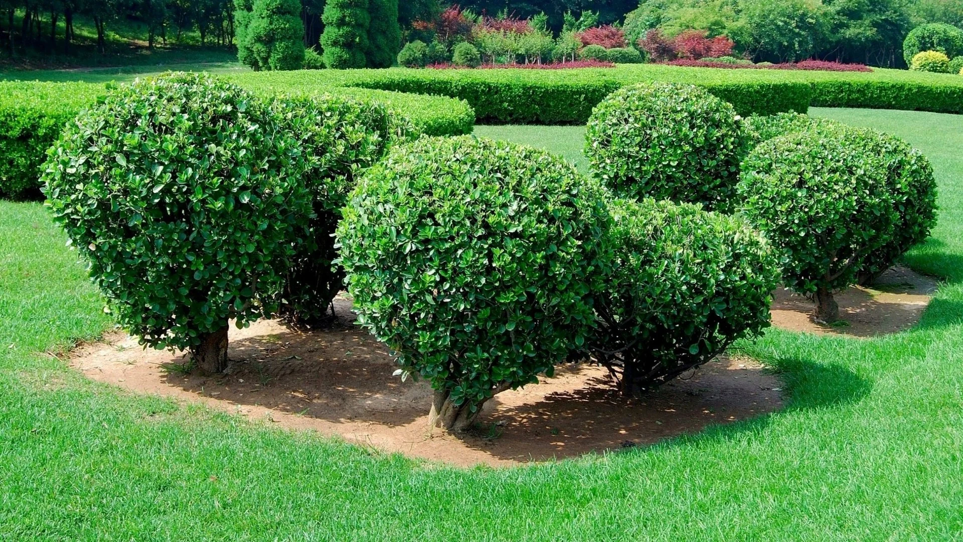 How Often Should You Be Trimming & Pruning Your Plants?