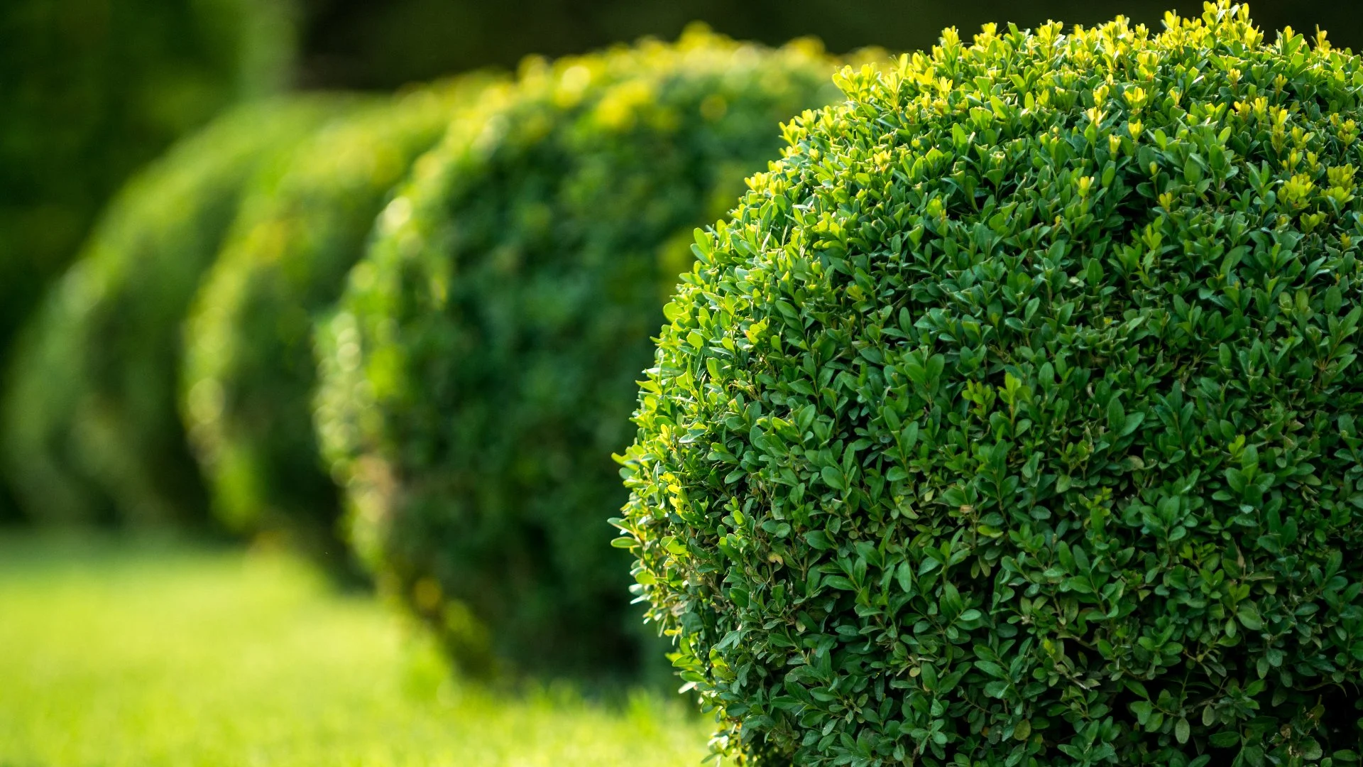 Trimming & Pruning - What’s the Difference & When Should They Be Performed?
