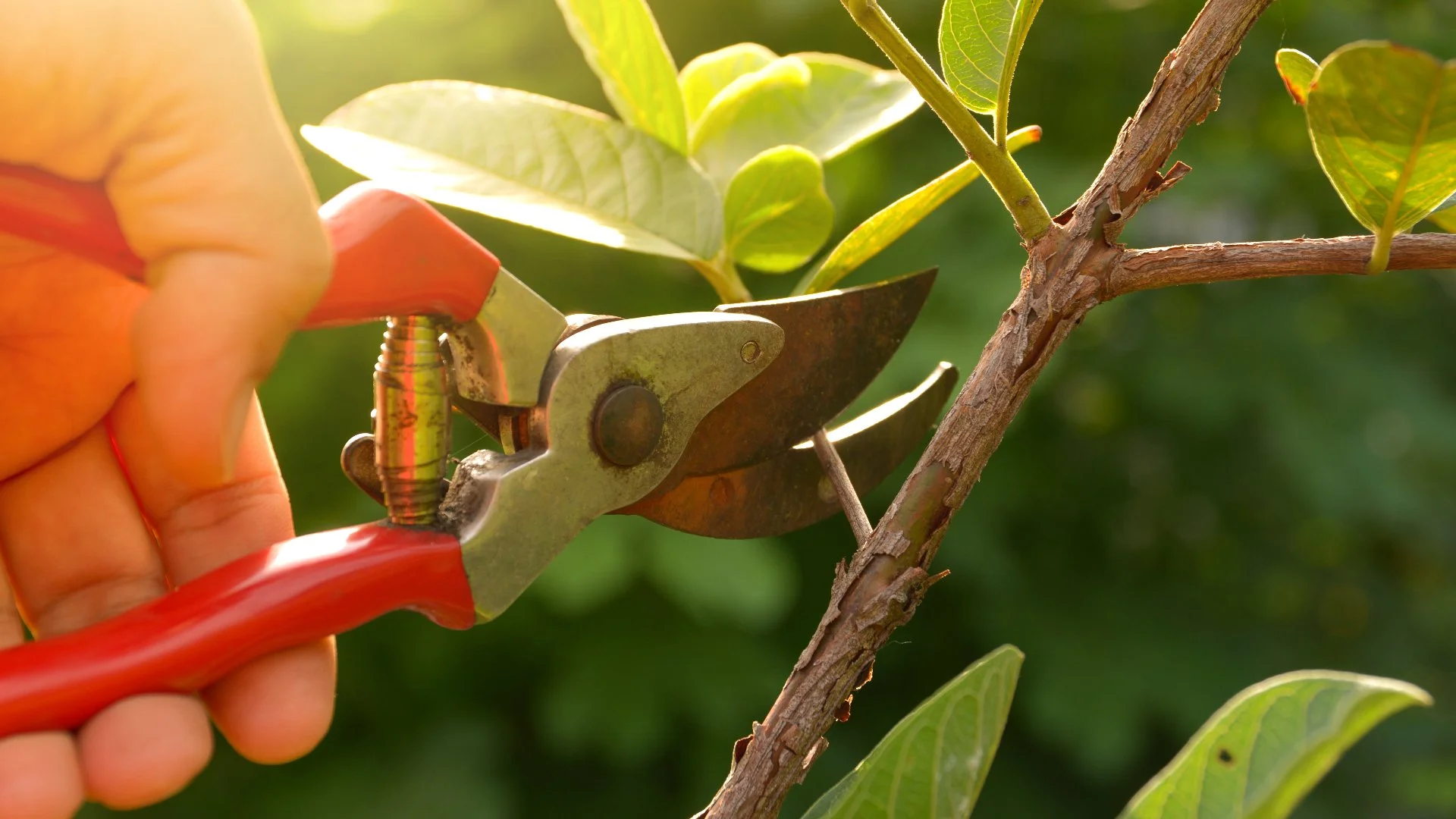 How Does Pruning Help Your Plants Grow?
